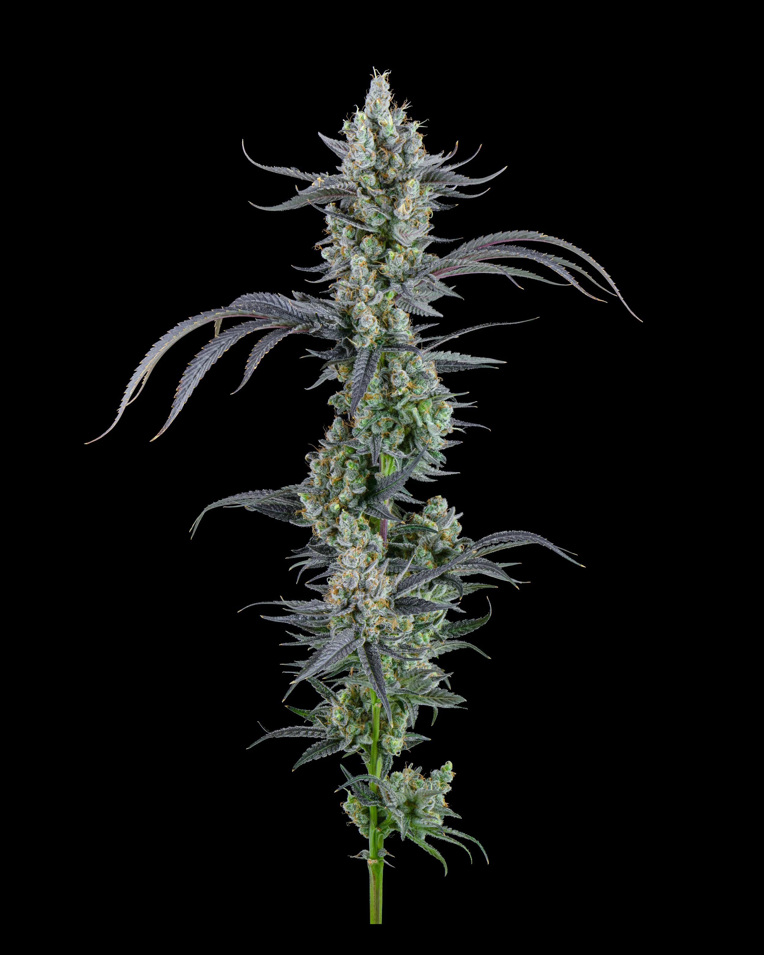 FIRE FRESH B19 HARVEST - BL1.jpg