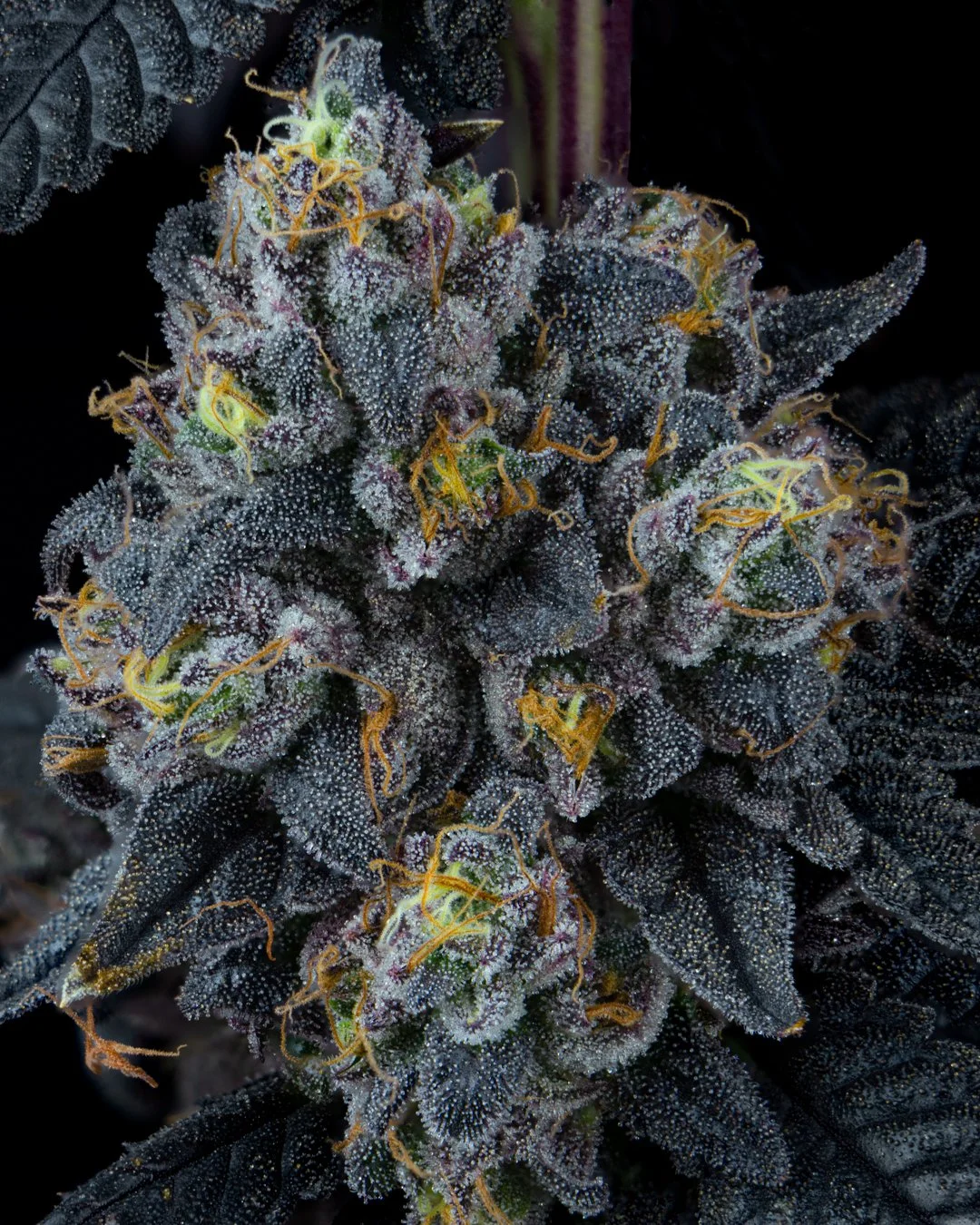 mochi gelato harvest-2.jpg