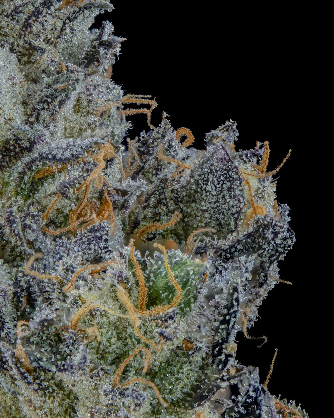 EMERGEN-C - FUNKS SHOOT 1  - CURED MENU-5.jpg