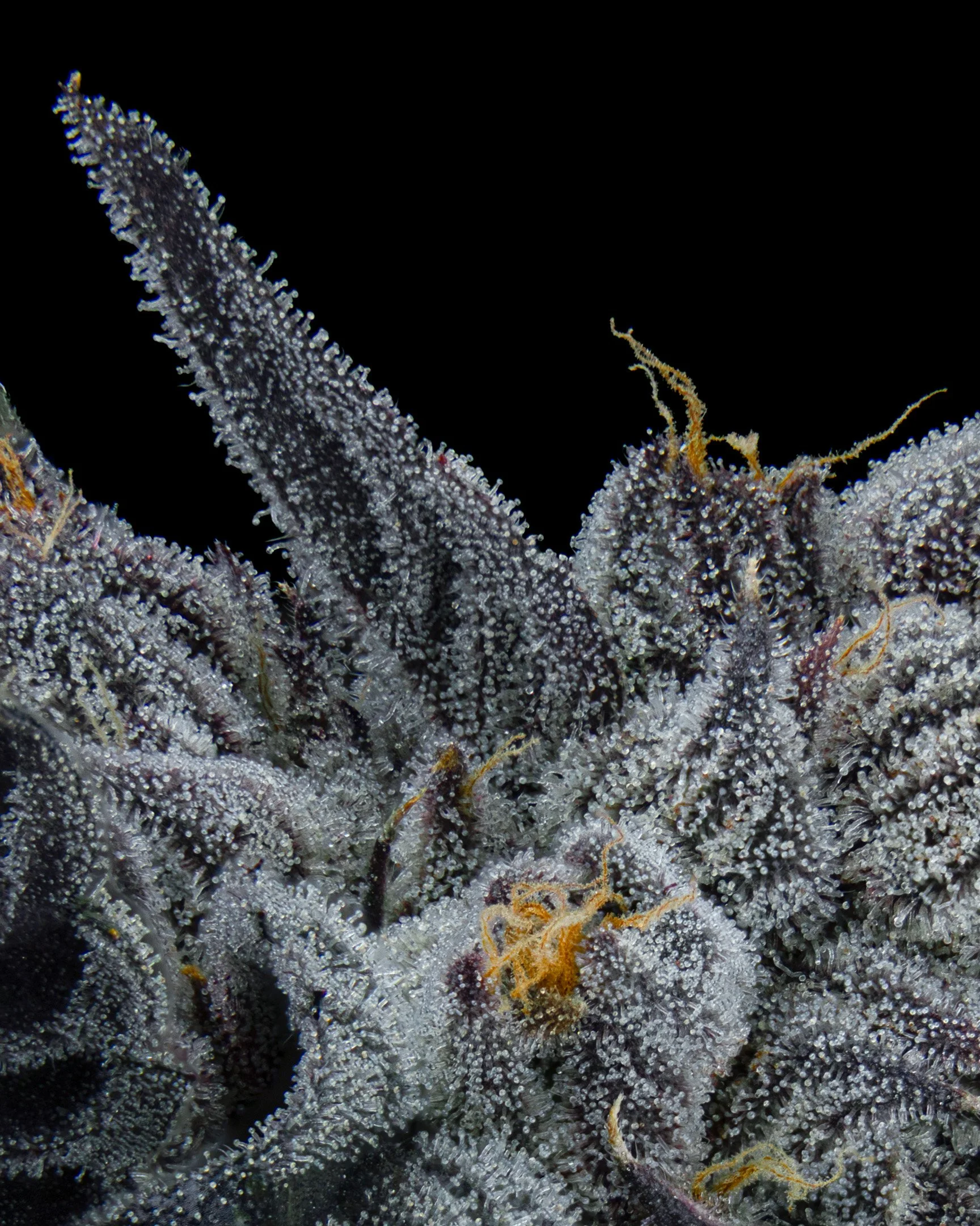 RED HOTZ - EXILE CANNABIS - HARVEST - 2.jpg