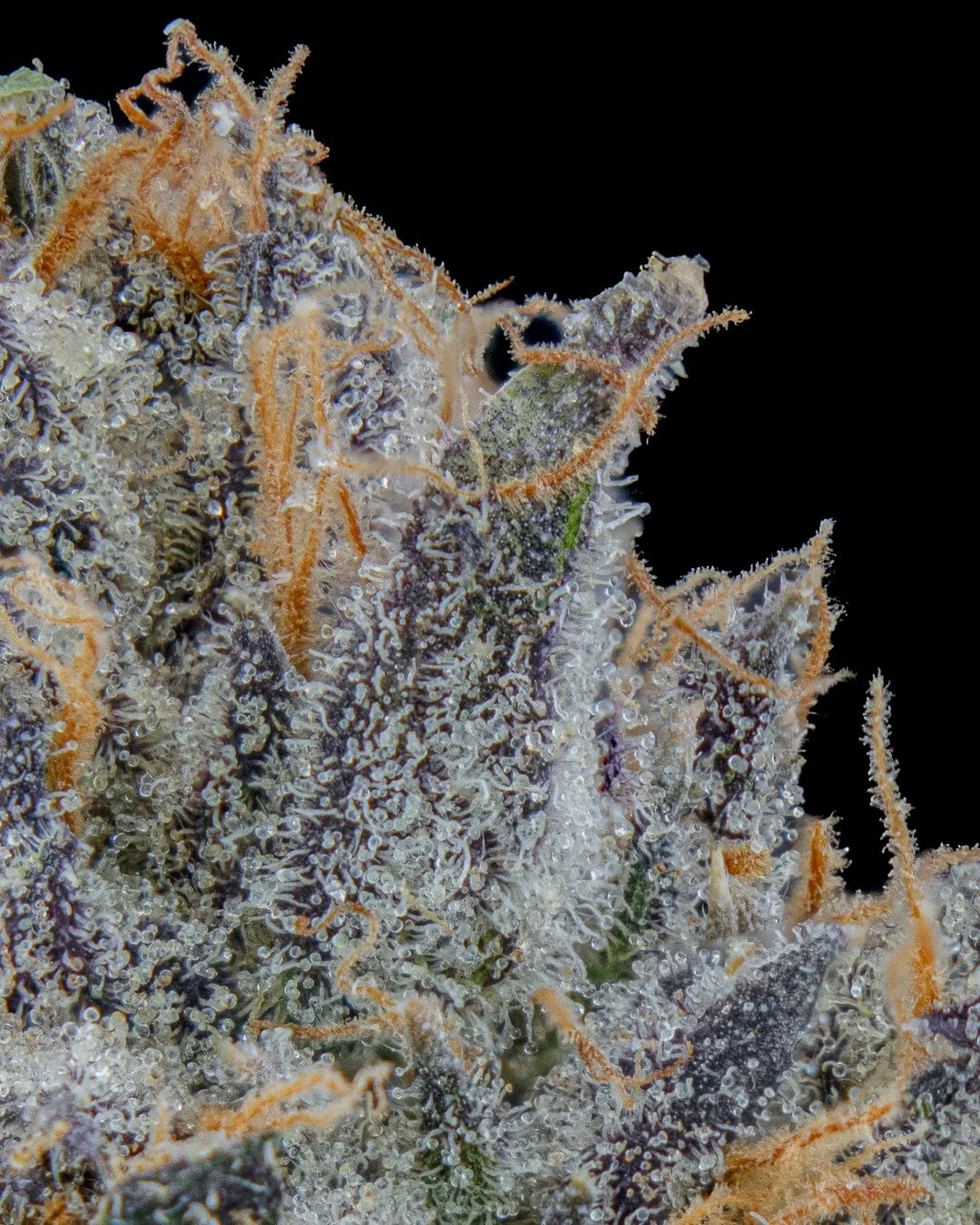 BLUE RUNTZ - FUNKS SHOOT 1  - CURED MENU-4.jpg