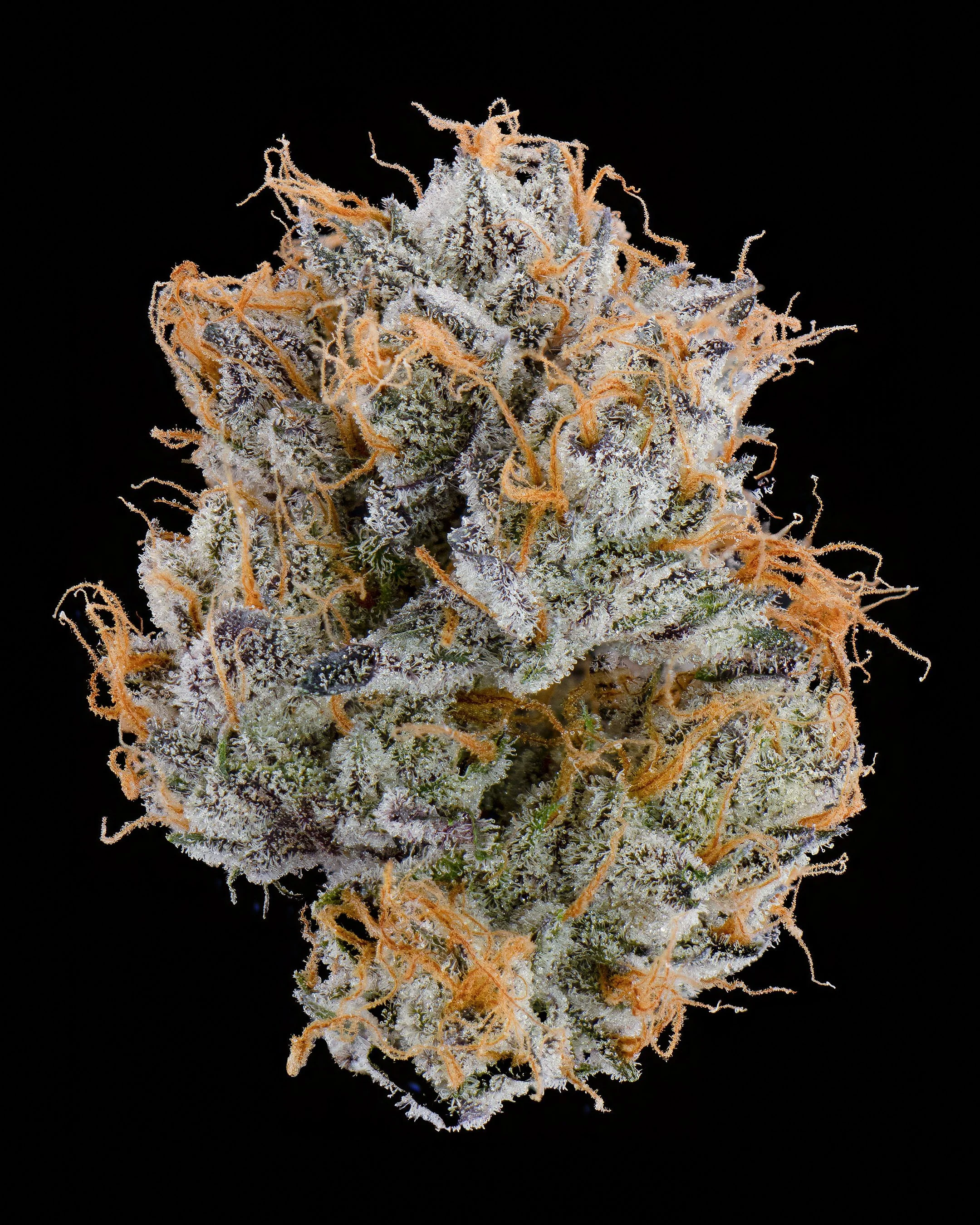 FGS - 41 YUM - SINGLE.jpg