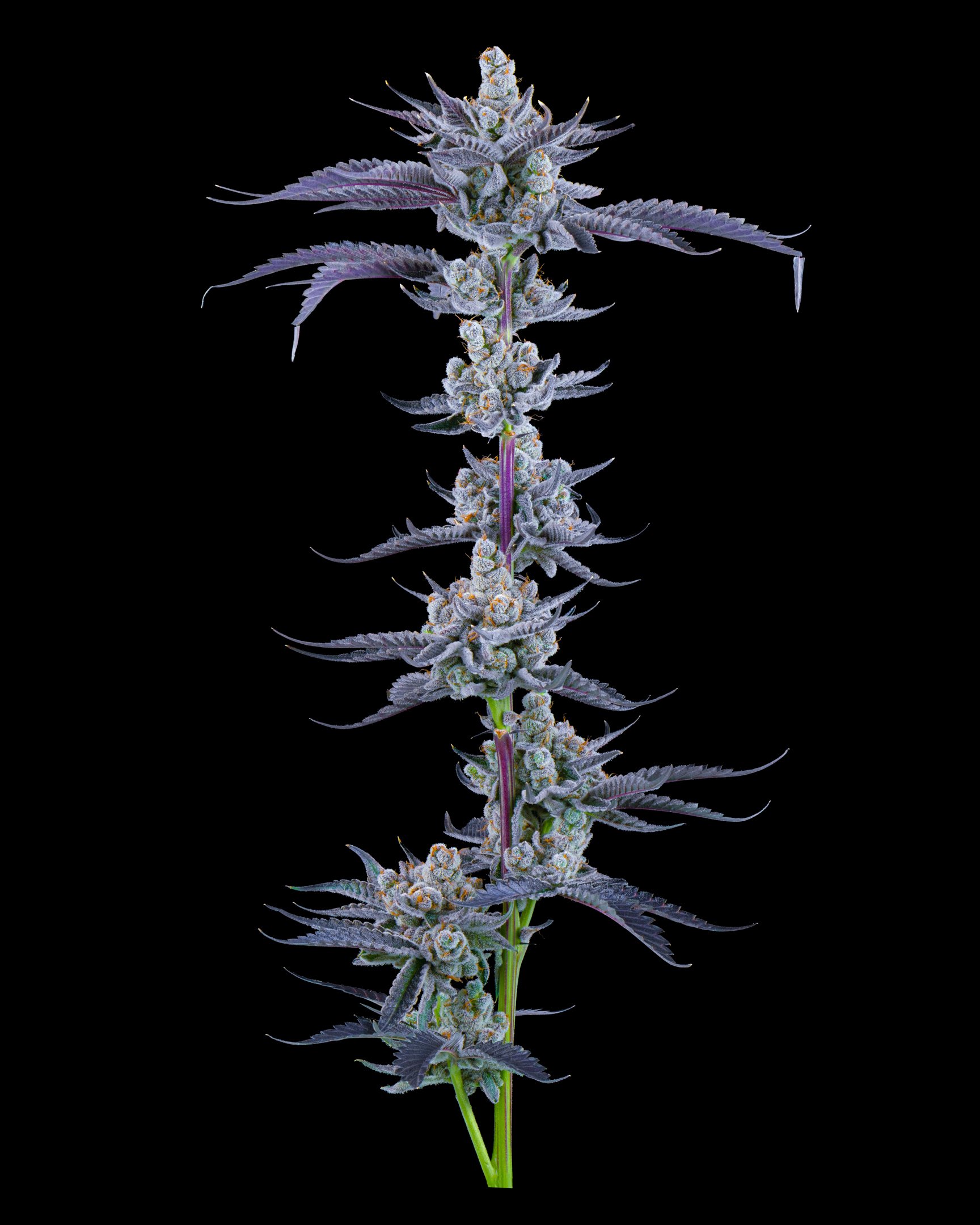 JANKY BREATH FFF 26-B1.jpg