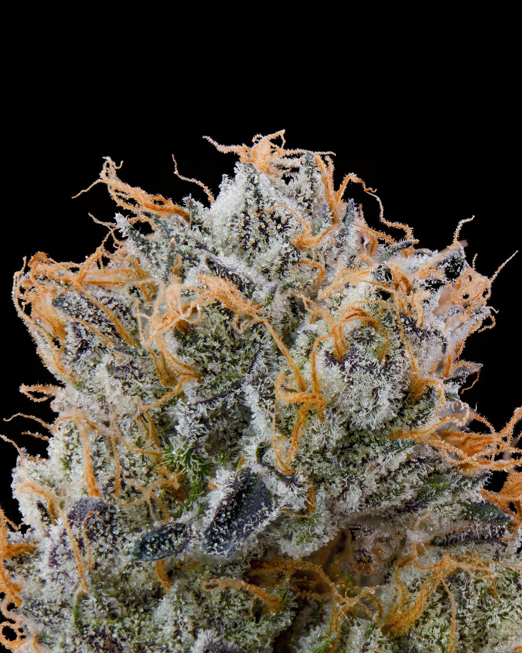 FGS - 41 YUM - MACRO.jpg