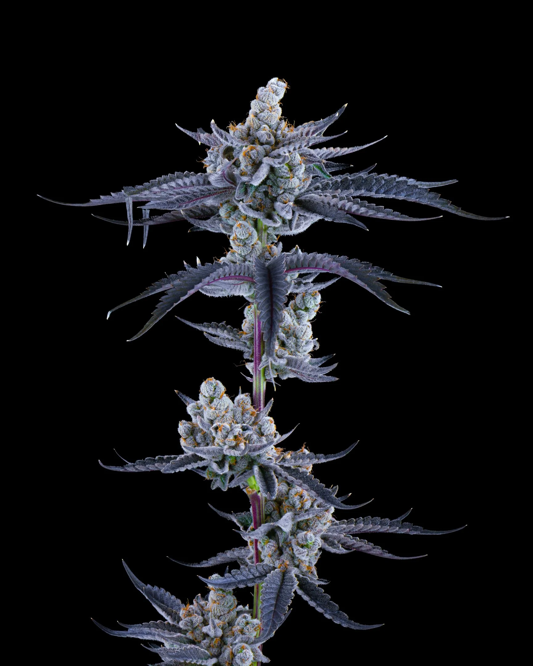 JANKY BREATH FFF 26-B1-2.jpg