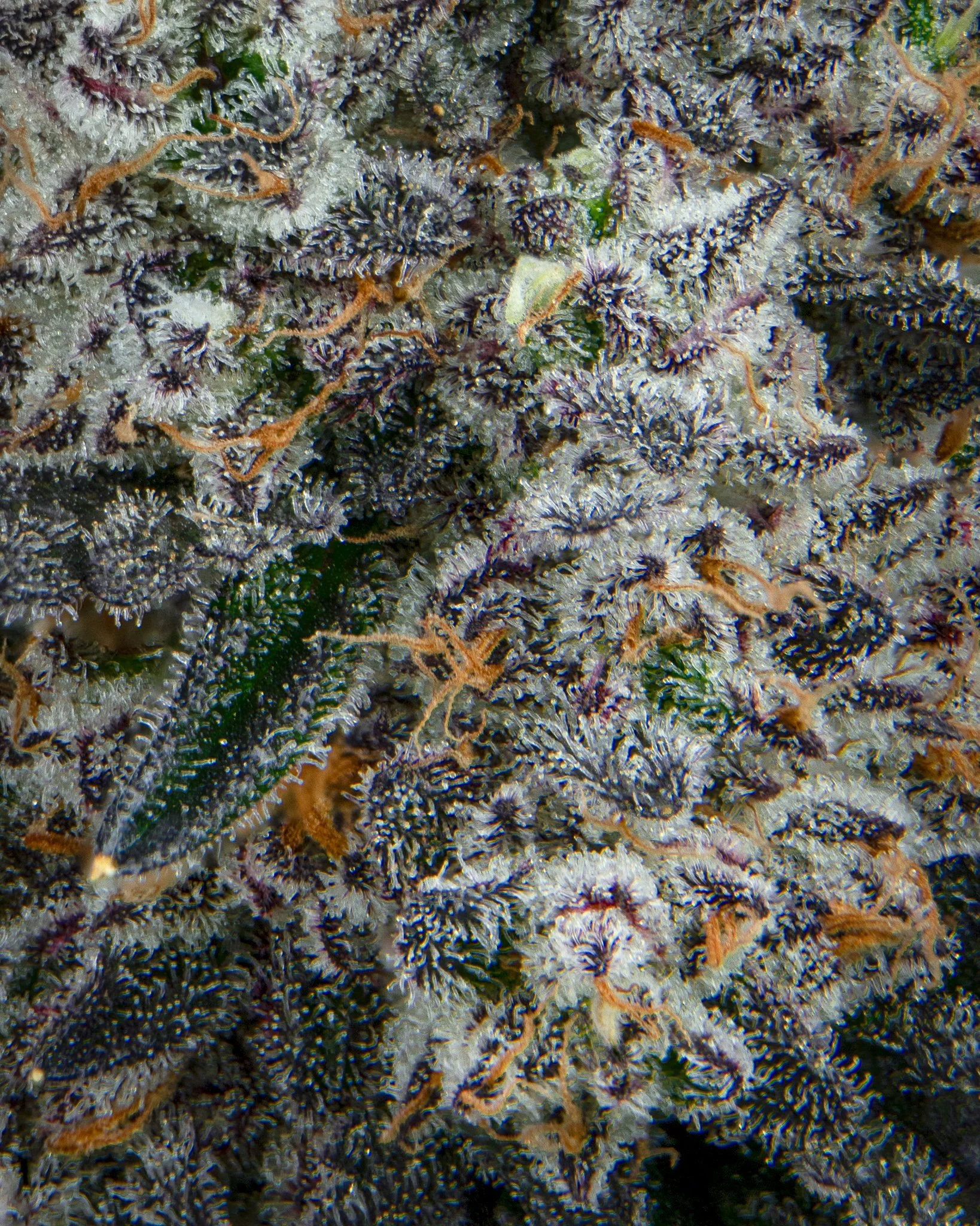 GARLIC ICING - RIVERISDE VIBES - HARVEST SHOOT 1-15.jpg