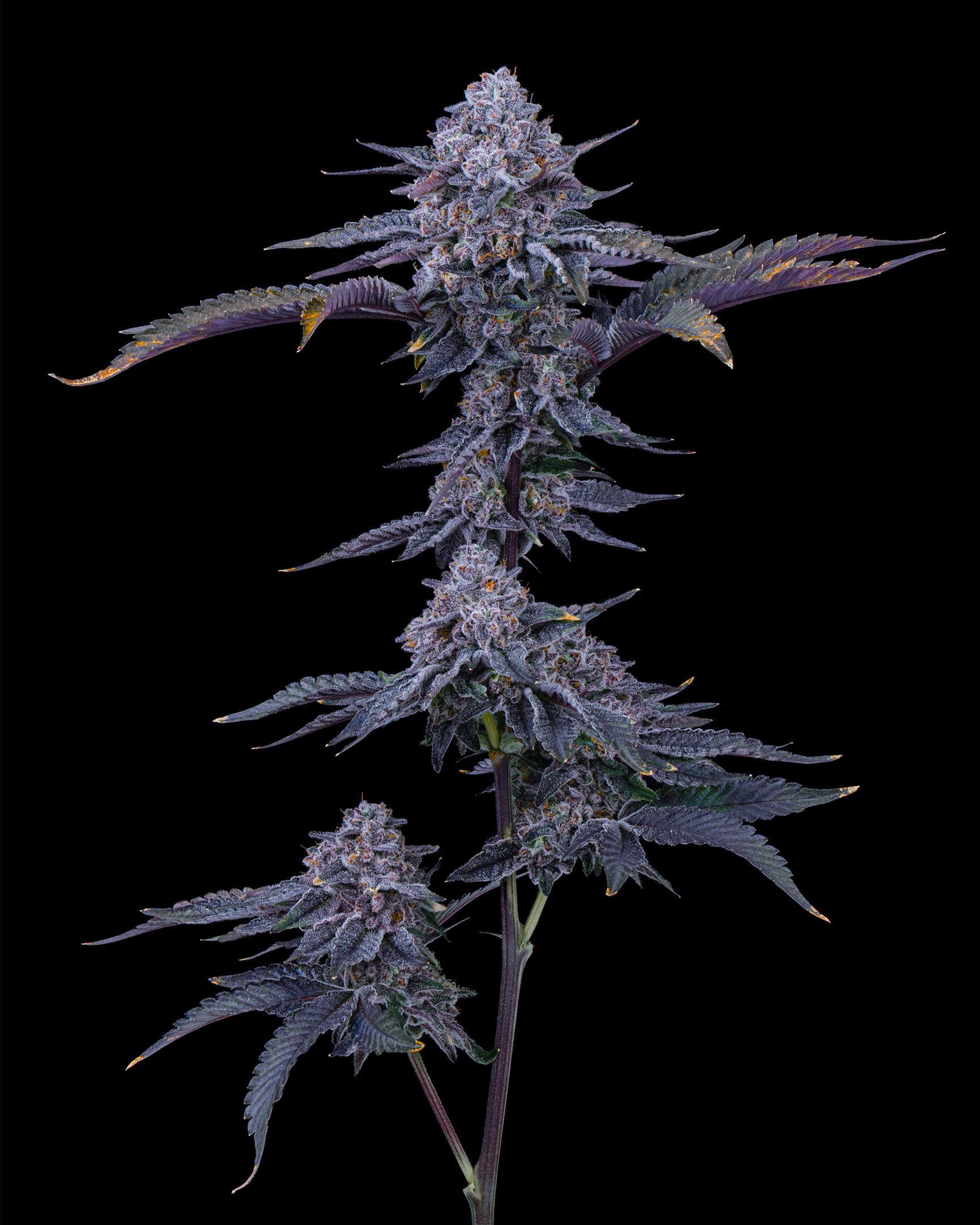 POJ EDIT UPDATE - EXILE CANNABIS SHOOT 1-9.jpg