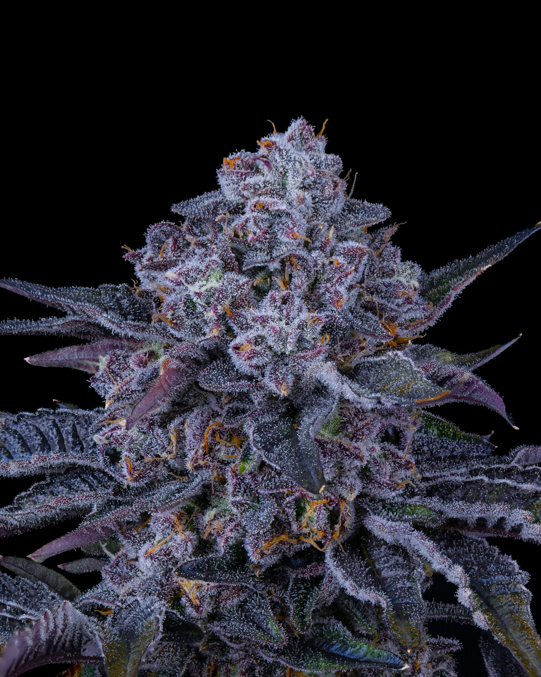 POJ EDIT UPDATE - EXILE CANNABIS SHOOT 1-5.jpg