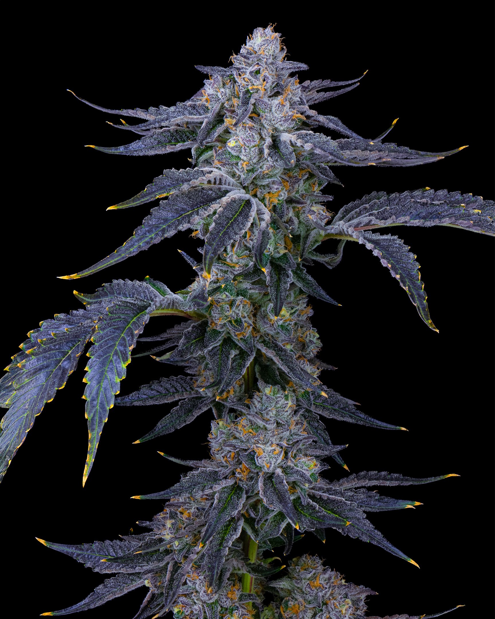 8%22 BAGEL EDIT UPDATE - EXILE CANNABIS SHOOT 1-8.jpg
