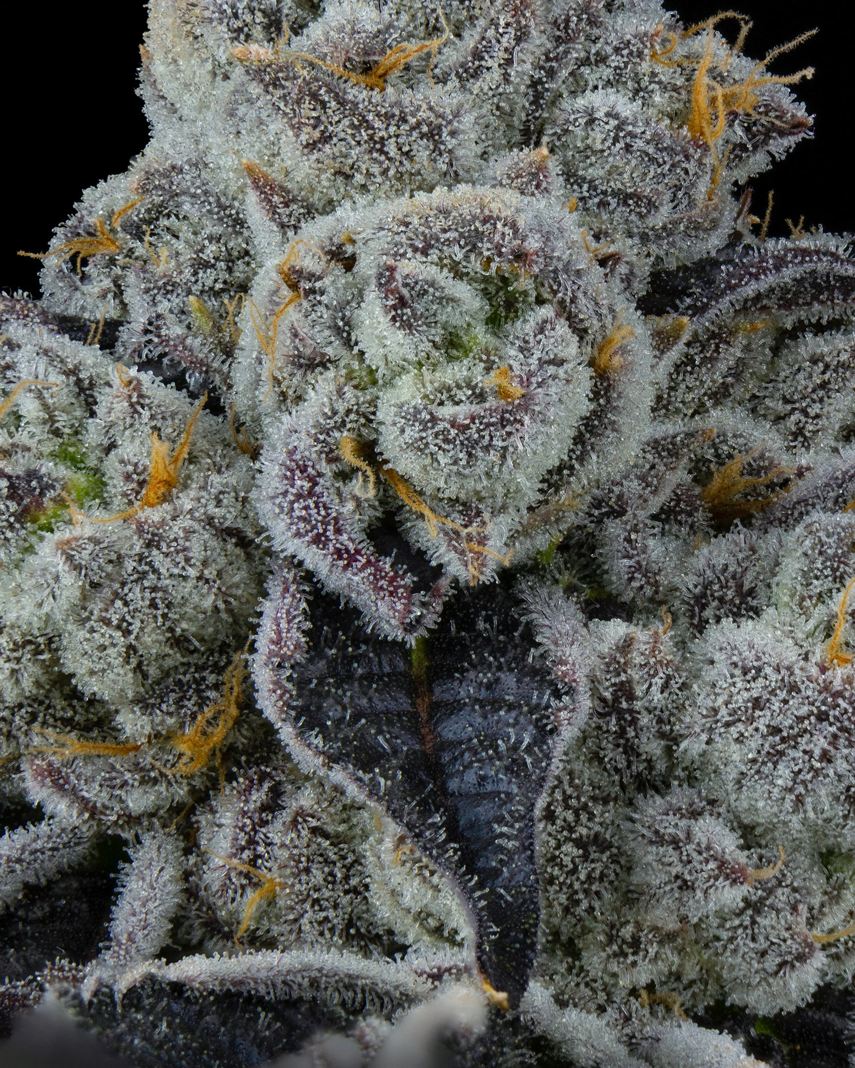 PURPATRON - EXILE CANNABIS - HARVEST - 10.jpg