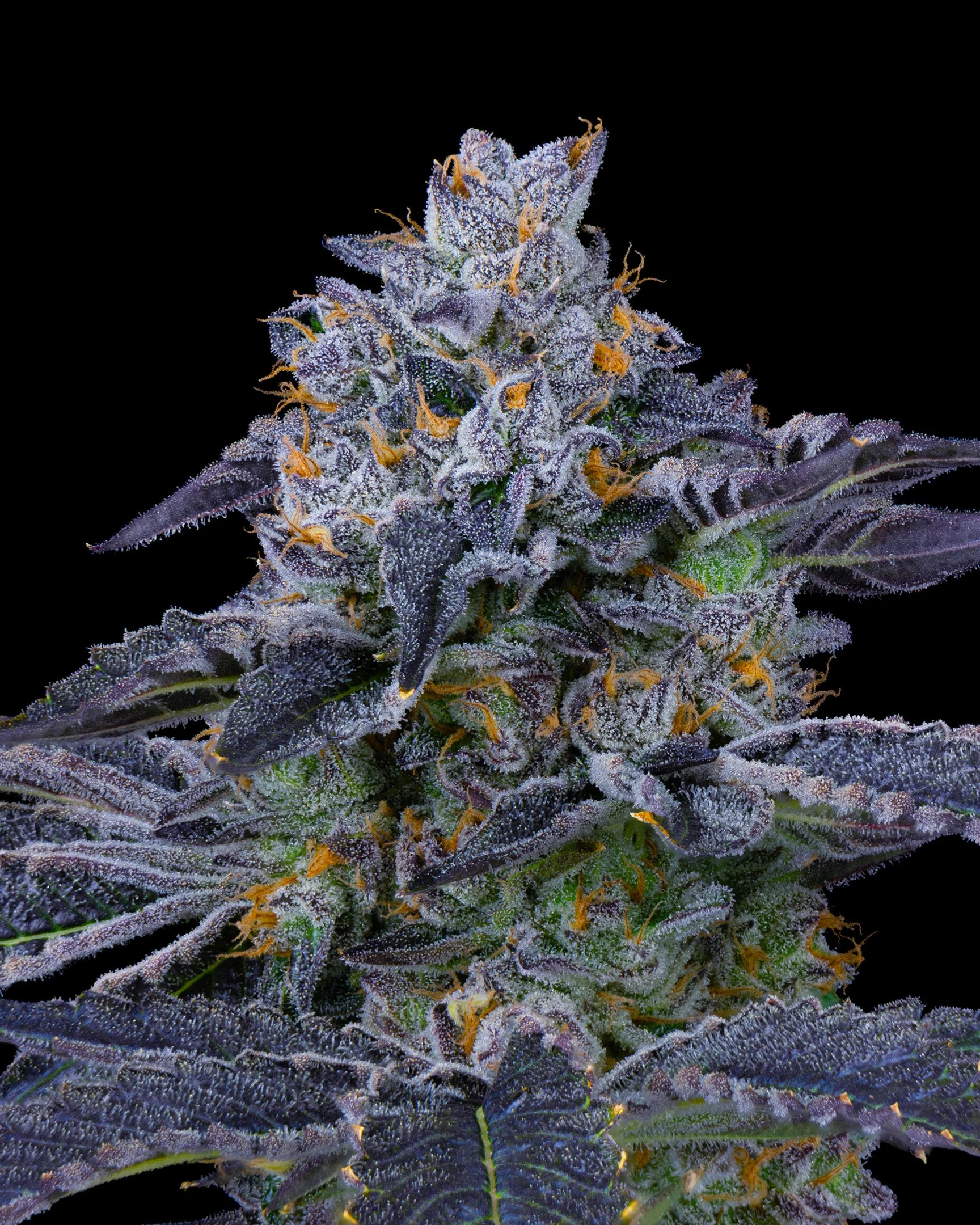 8%22 BAGEL EDIT UPDATE - EXILE CANNABIS SHOOT 1-6.jpg