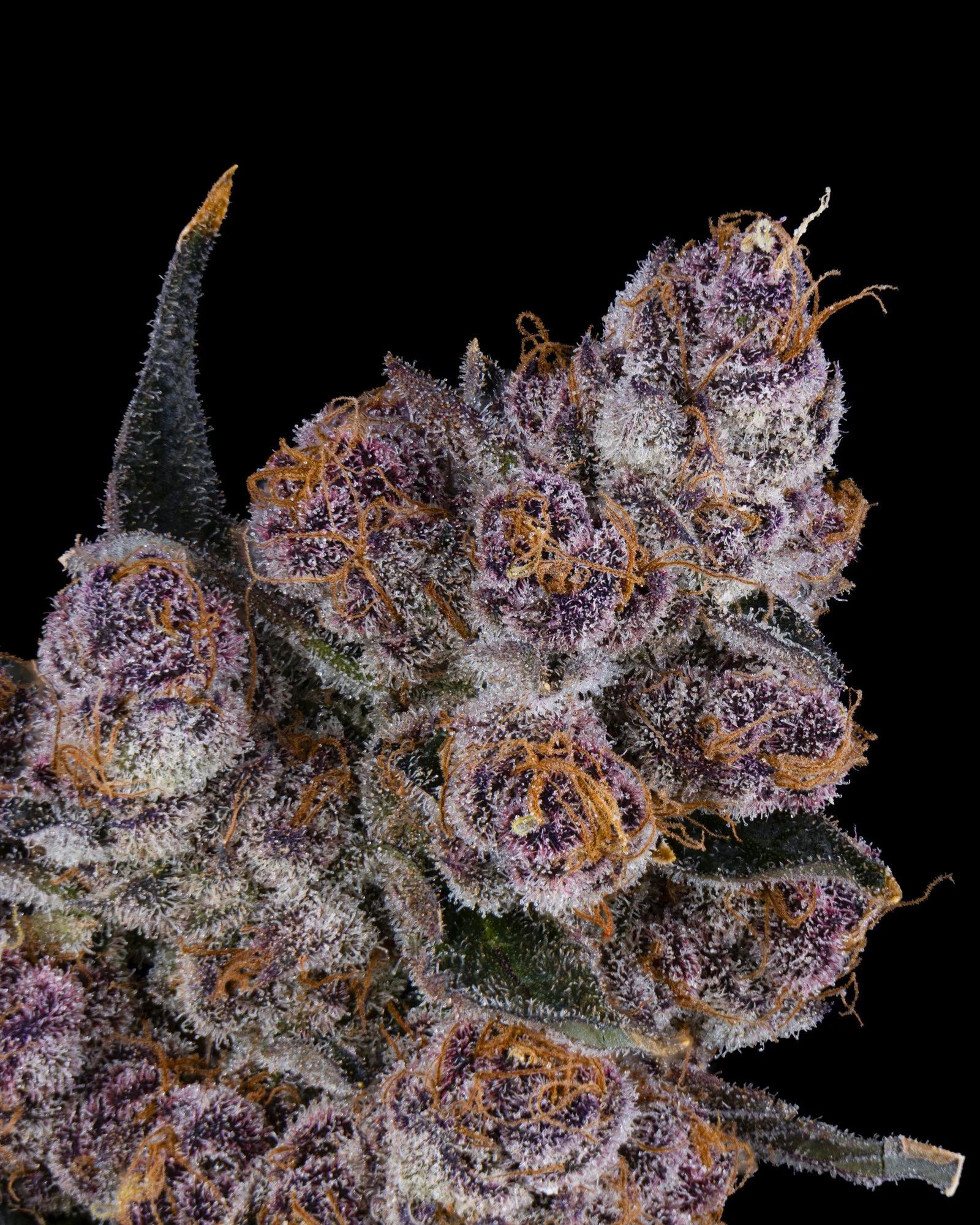 RIVERSIDE VIBES - HARVEST 2 - BLOCKBERRY-12.jpg