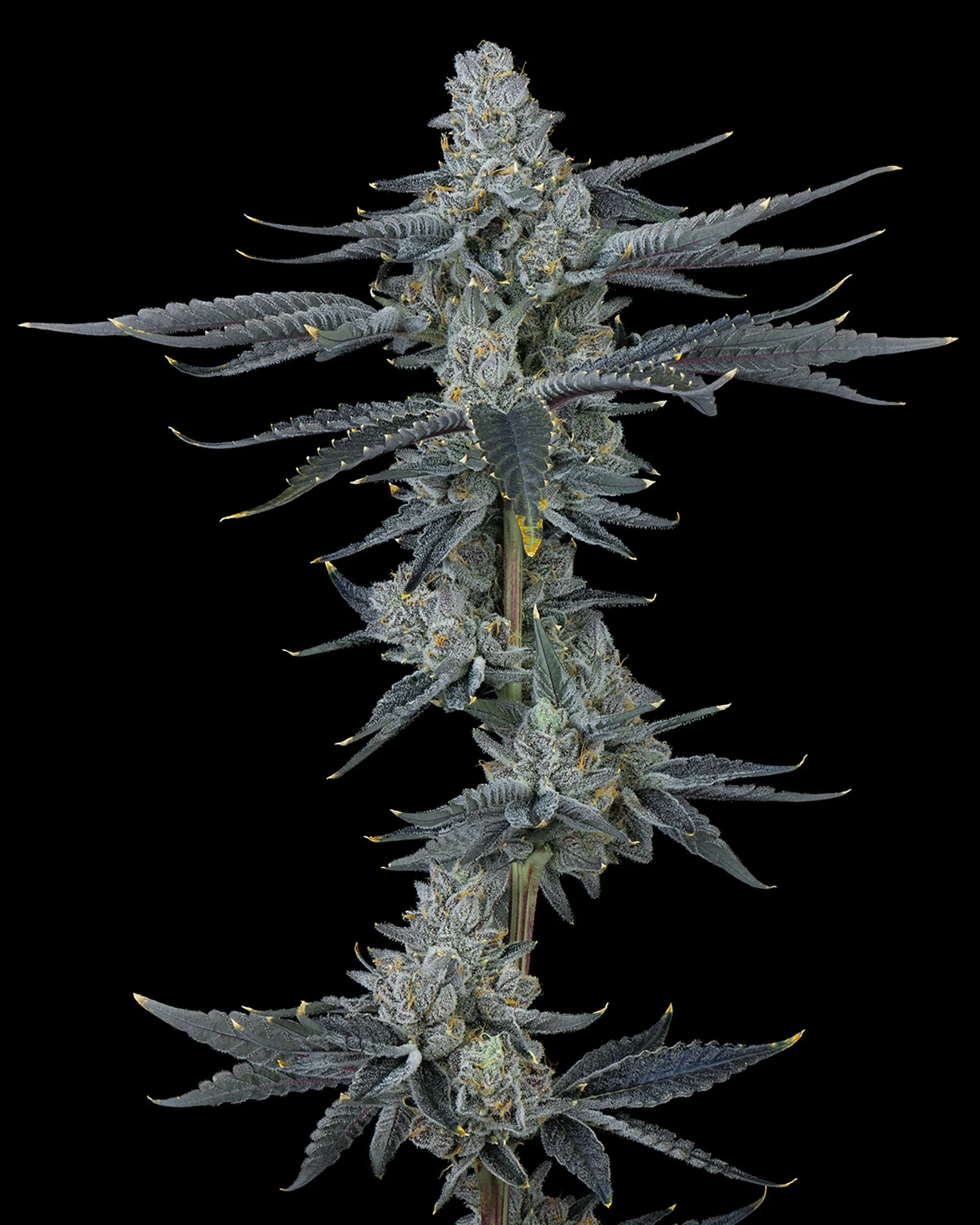 ZAP PRIME - EXILE CANNABIS - HARVEST - 4.jpg