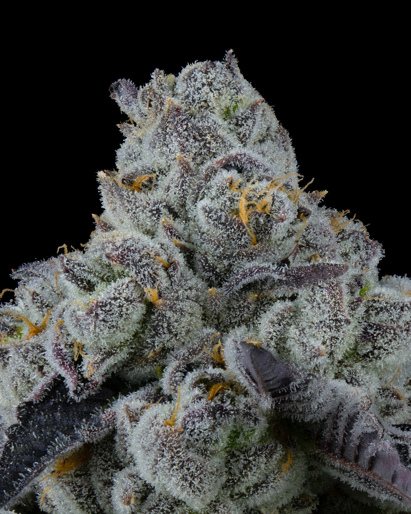 PURPATRON - EXILE CANNABIS - HARVEST - 9.jpg
