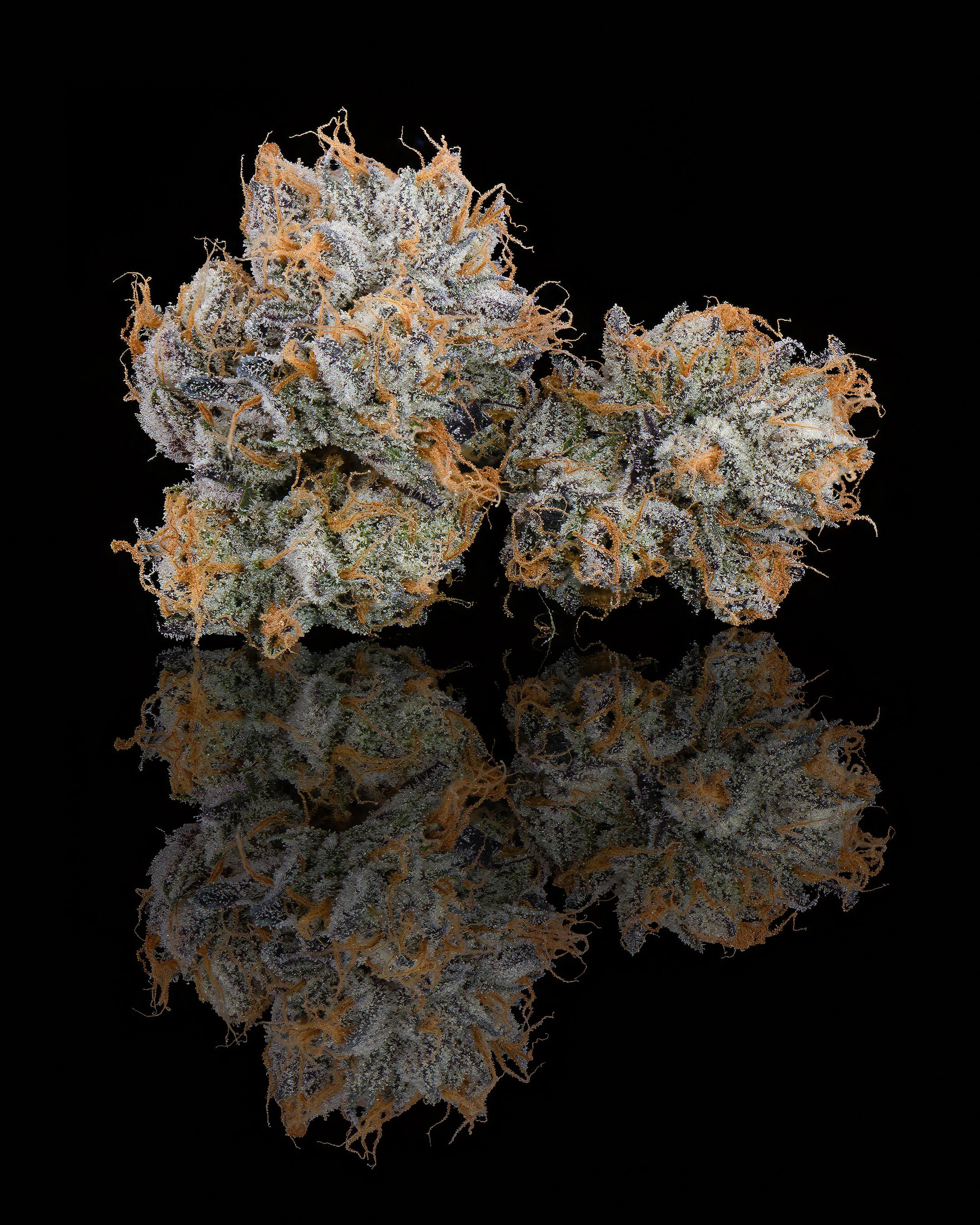 FGS - 41 YUM - PAIRED.jpg