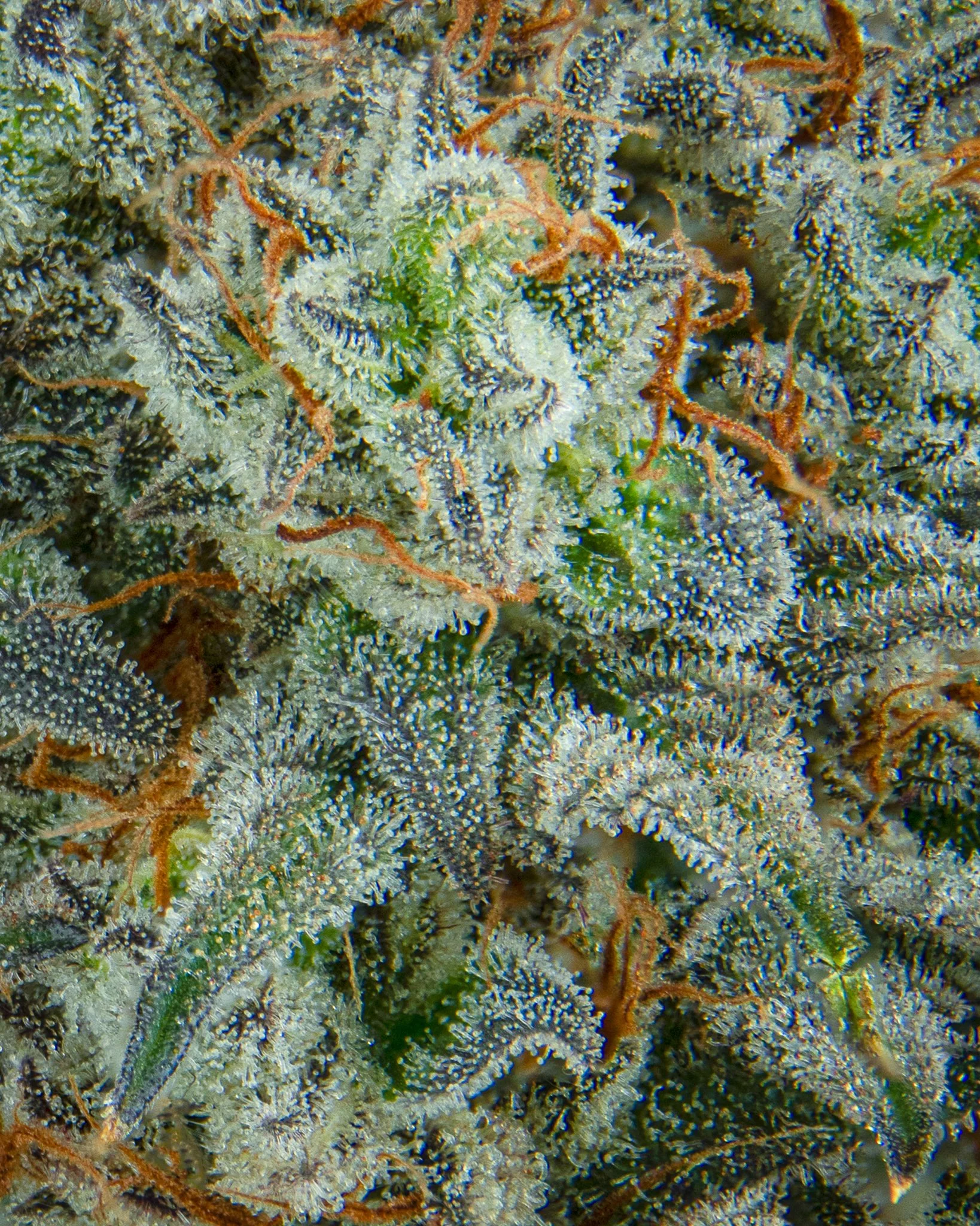 FRUITACIOUS D - RIVERISDE VIBES - HARVEST SHOOT 1-8.jpg