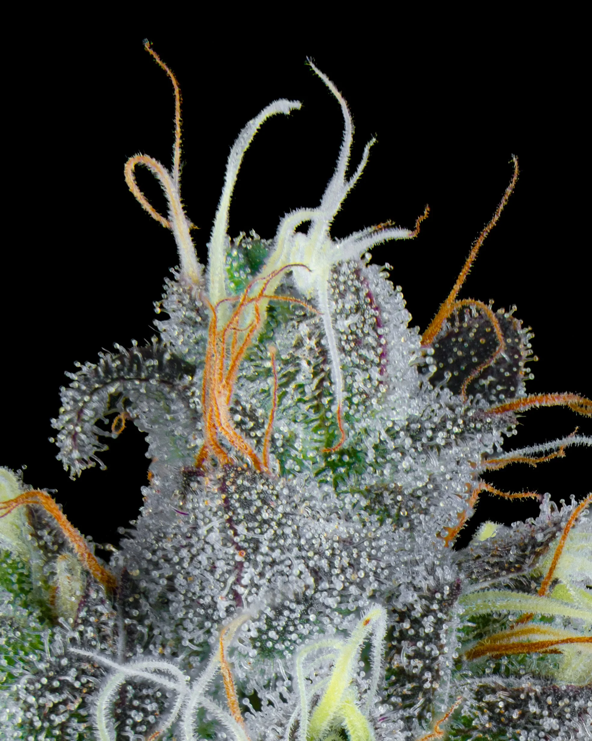 FIRE FRESH B19 HARVEST - ZG - WEB-3.jpg