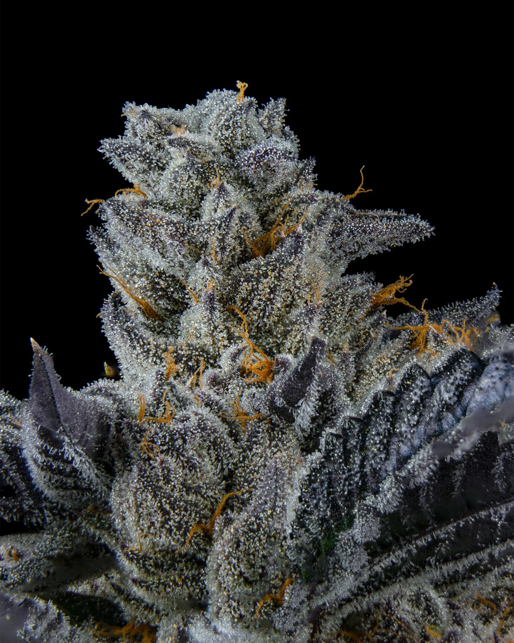 CRUNCH - EXILE CANNABIS - HARVEST - 2.jpg