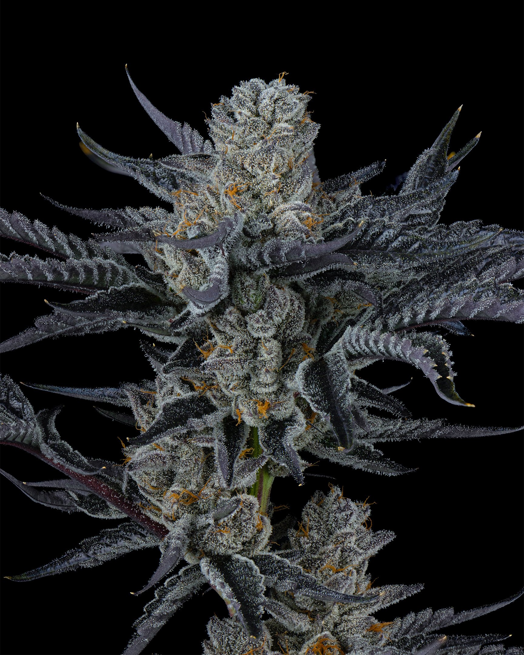 CRUNCH - EXILE CANNABIS - HARVEST - 6.jpg