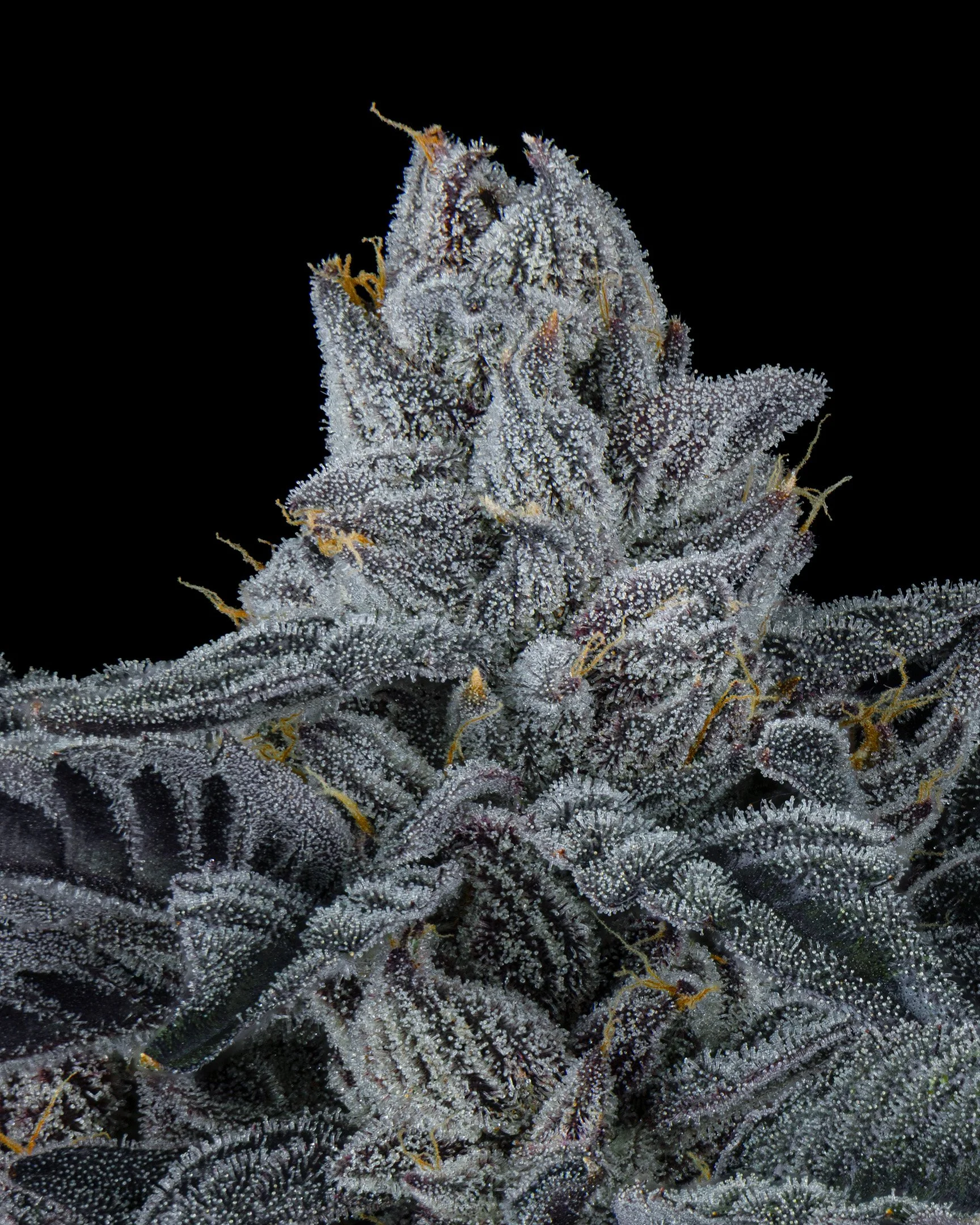 RED HOTZ - EXILE CANNABIS - HARVEST - 5.jpg