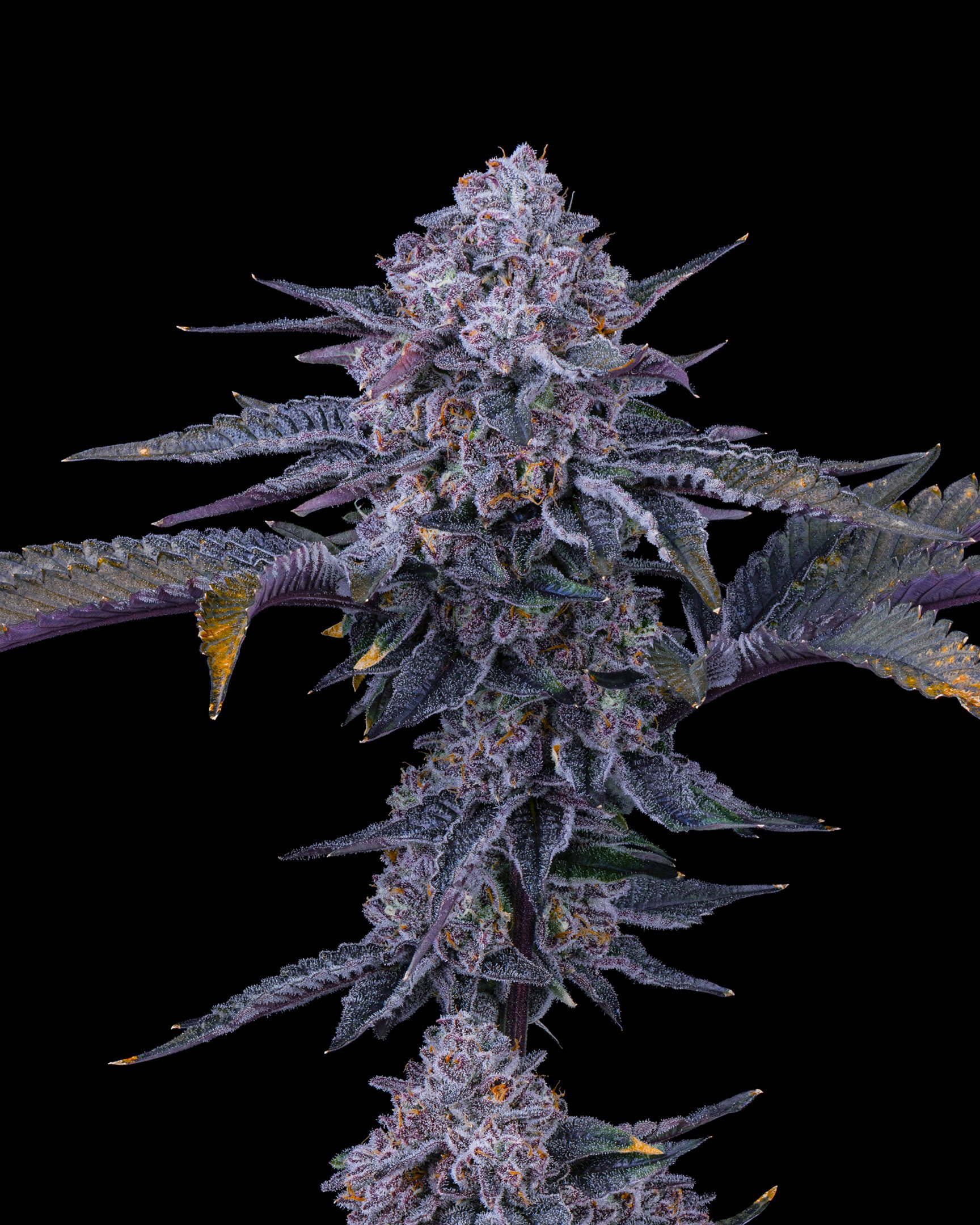 POJ EDIT UPDATE - EXILE CANNABIS SHOOT 1-7.jpg