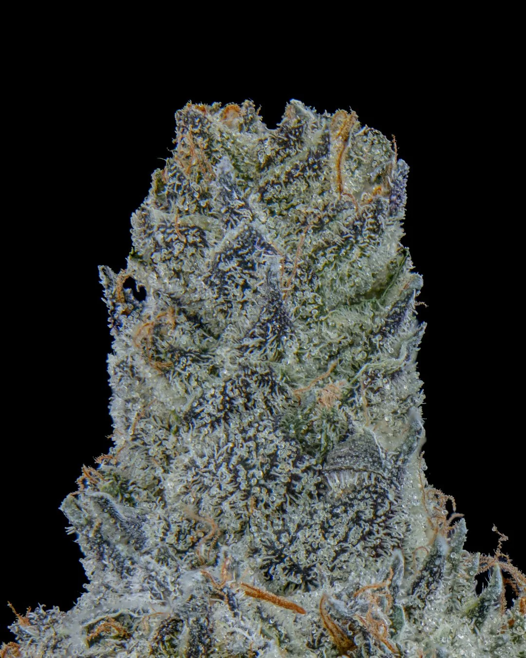 PINEAPPLE SORBET - FUNKS SHOOT 1  - CURED MENU-4.jpg