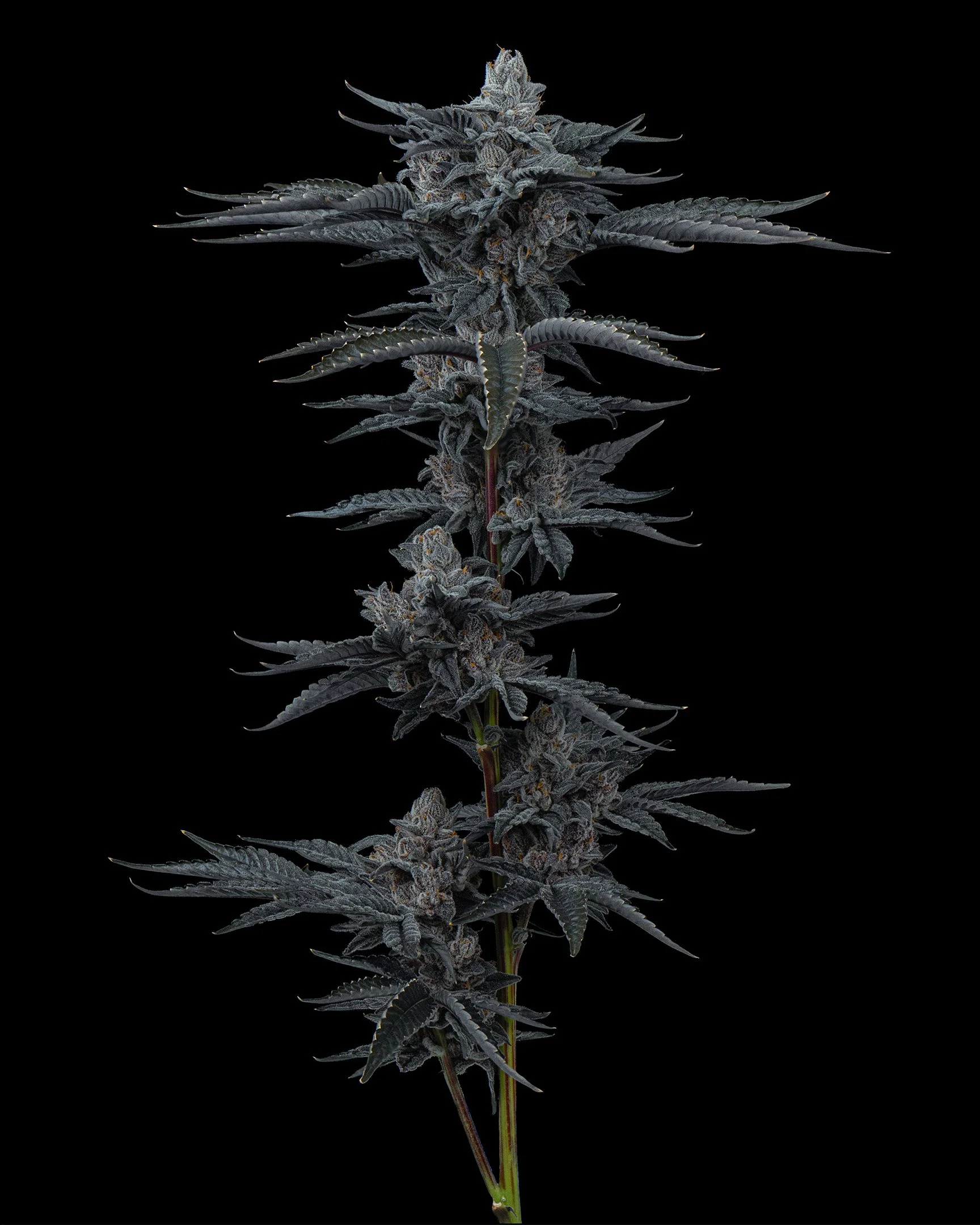 RED HOTZ - EXILE CANNABIS - HARVEST - 9.jpg