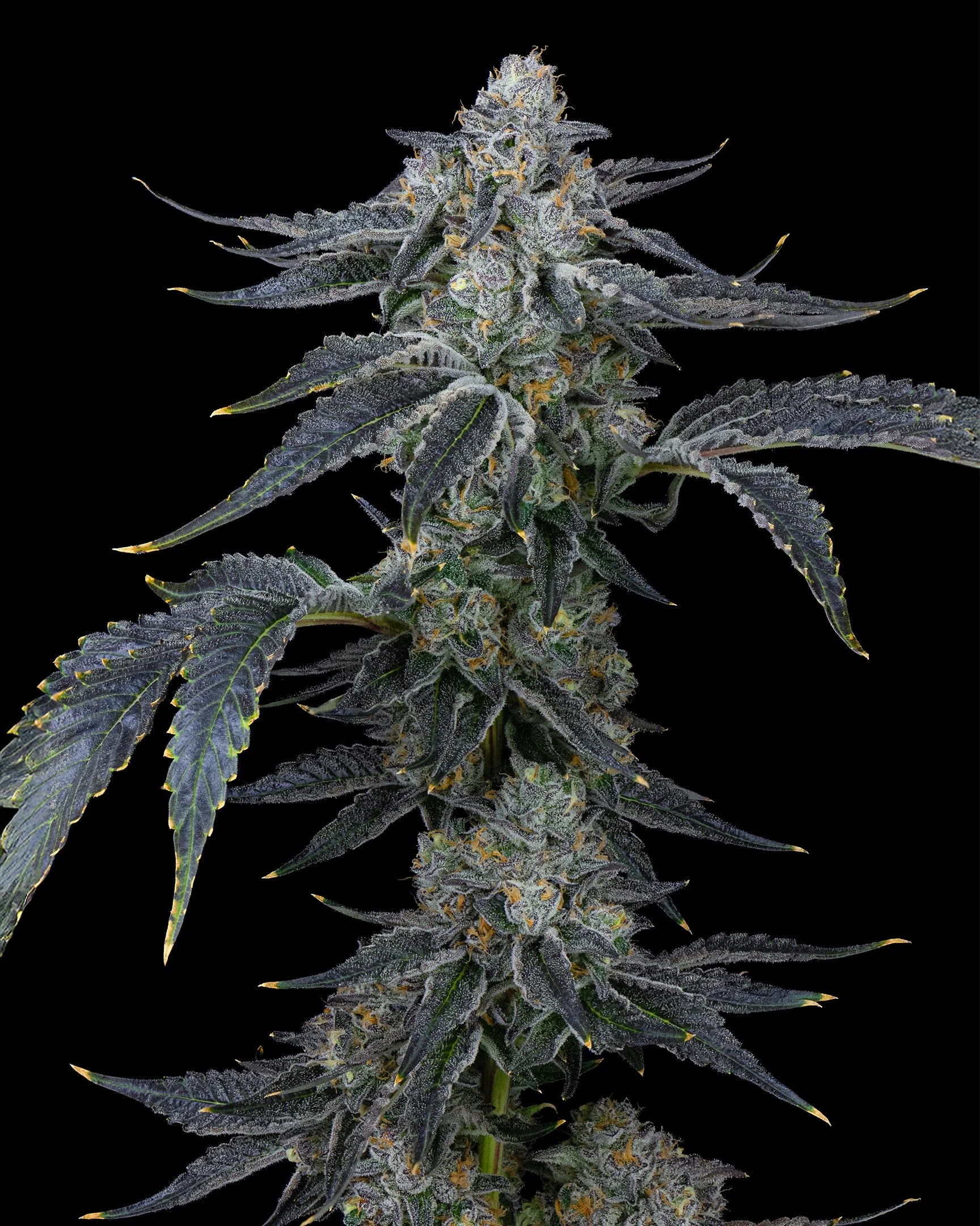 BAGEL - EXILE CANNABIS - HARVEST - 8.jpg