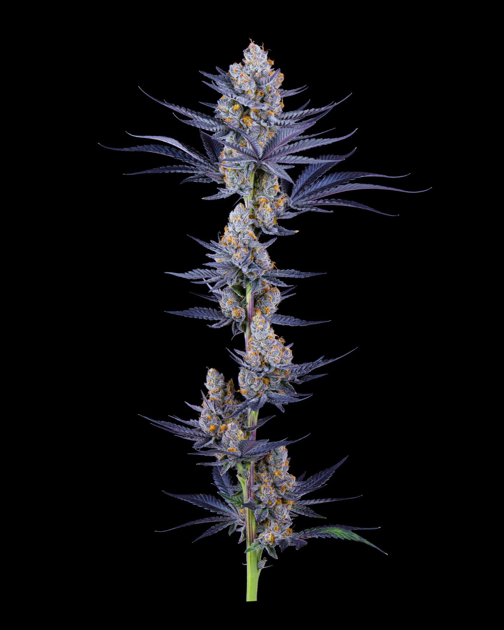 TROPICAL DREAMS FFF 26-B1.jpg