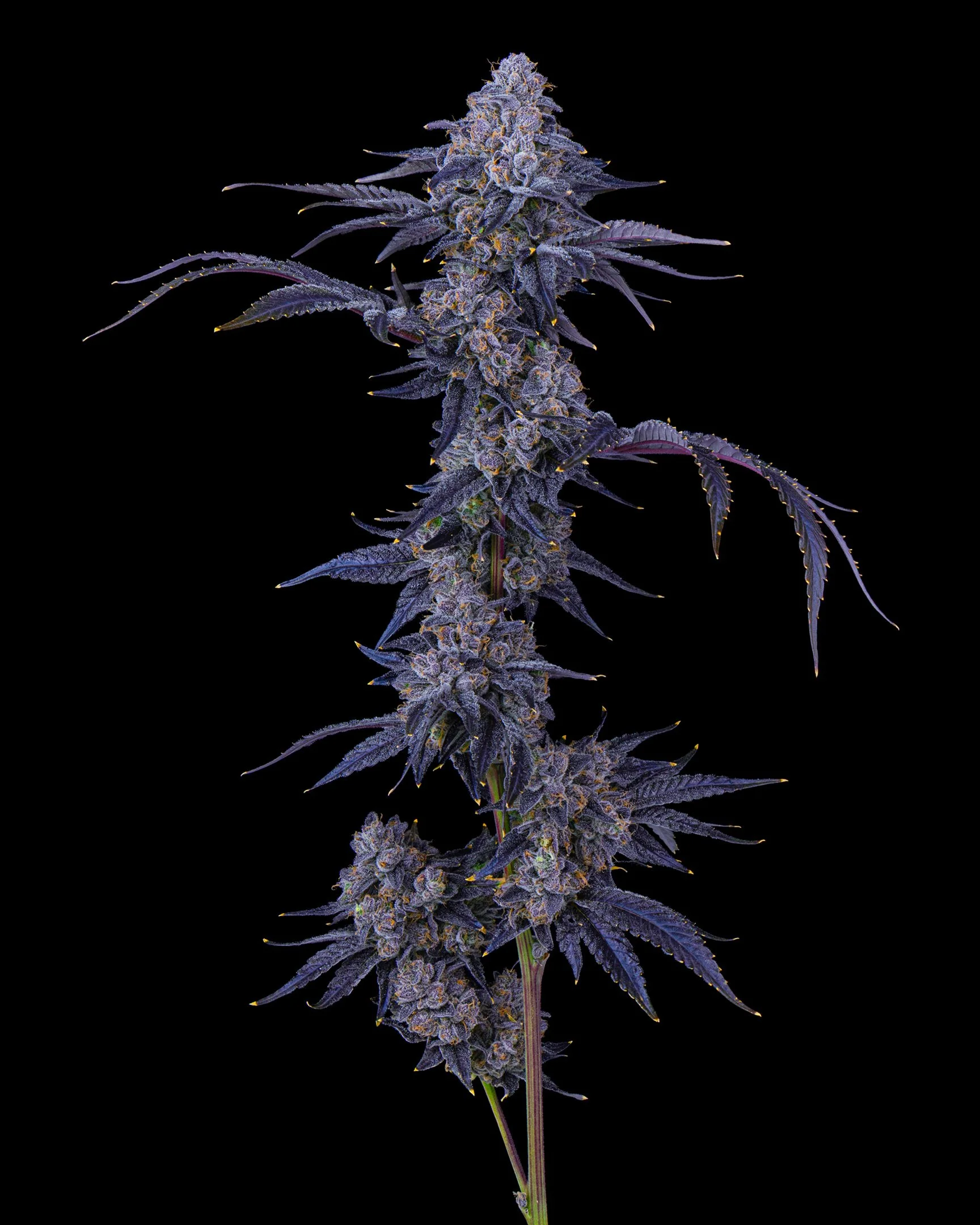 TRACK HAWK EDIT UPDATE - EXILE CANNABIS SHOOT 1-3.jpg