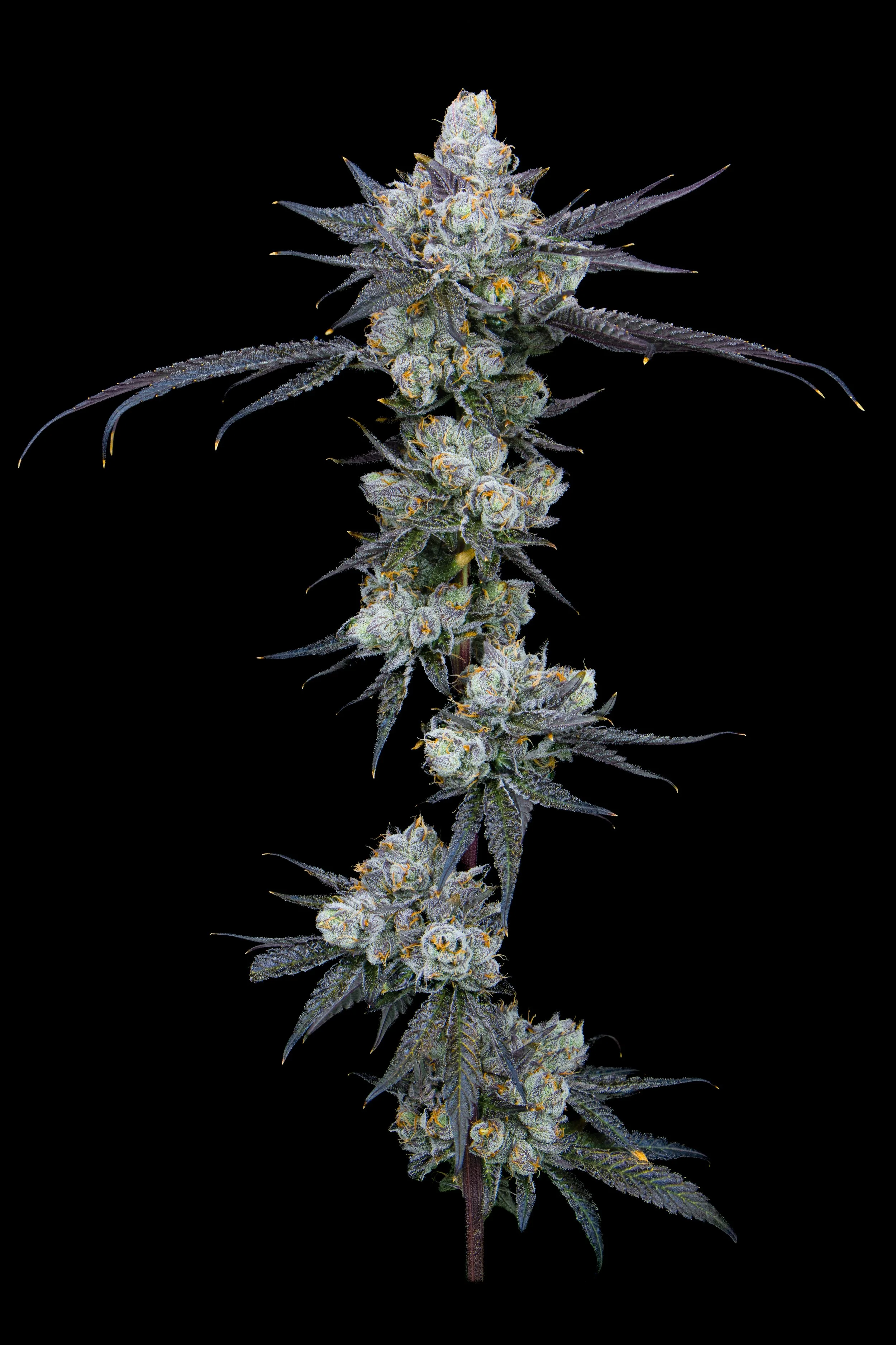 LM2 BLOOM ROOM B15.jpg