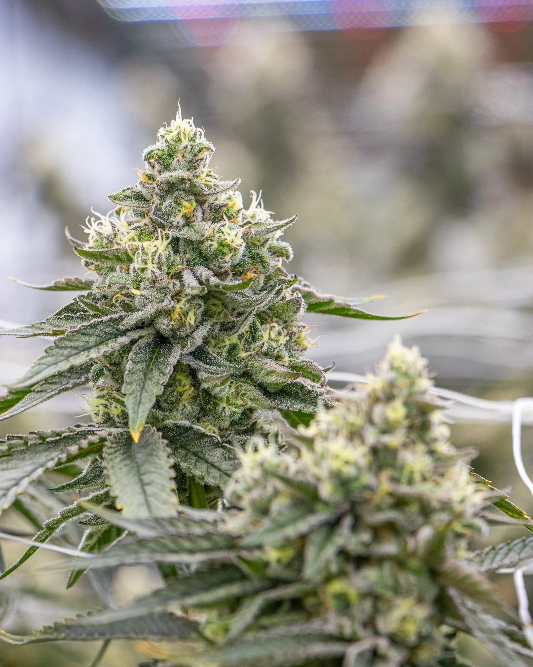 FIRE FRESH - B26-1 - BLOOM WK6-3.jpg