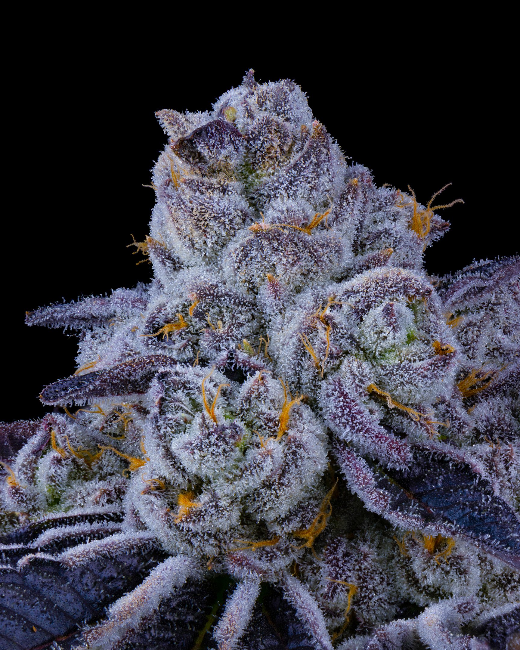 PURPATRON EDIT UPDATE - EXILE CANNABIS SHOOT 1-7.jpg