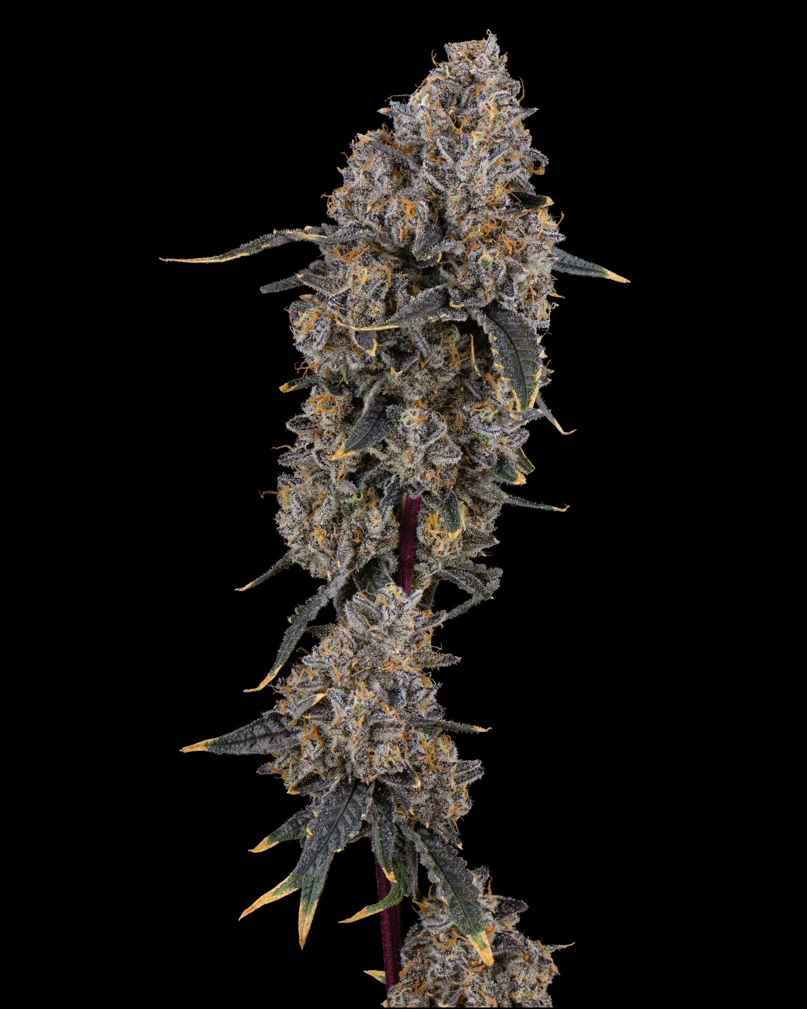 RIVERSIDE VIBES - HARVEST 2 - BOOV-3.jpg