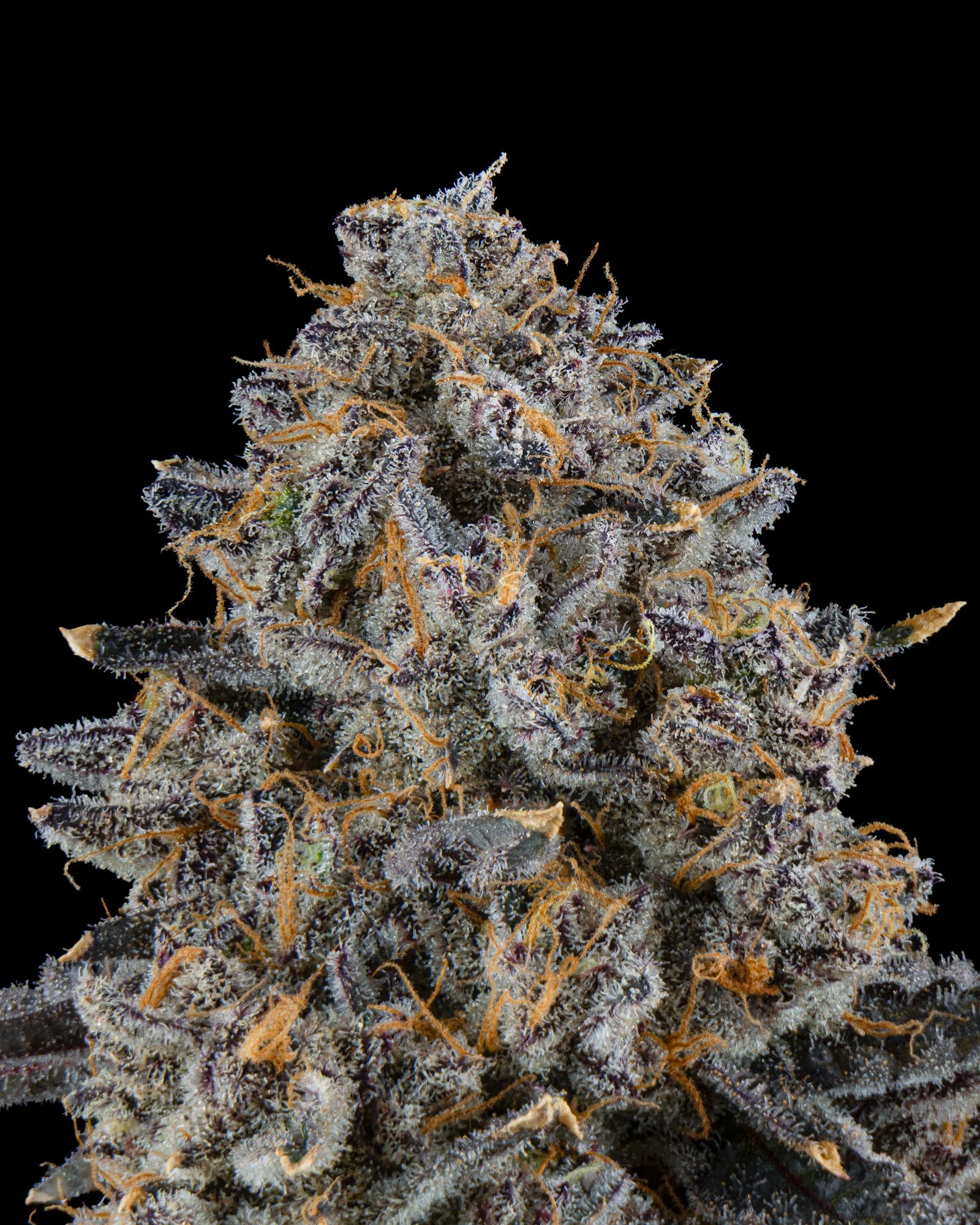 RIVERSIDE VIBES - HARVEST 2 - BOOV-9.jpg