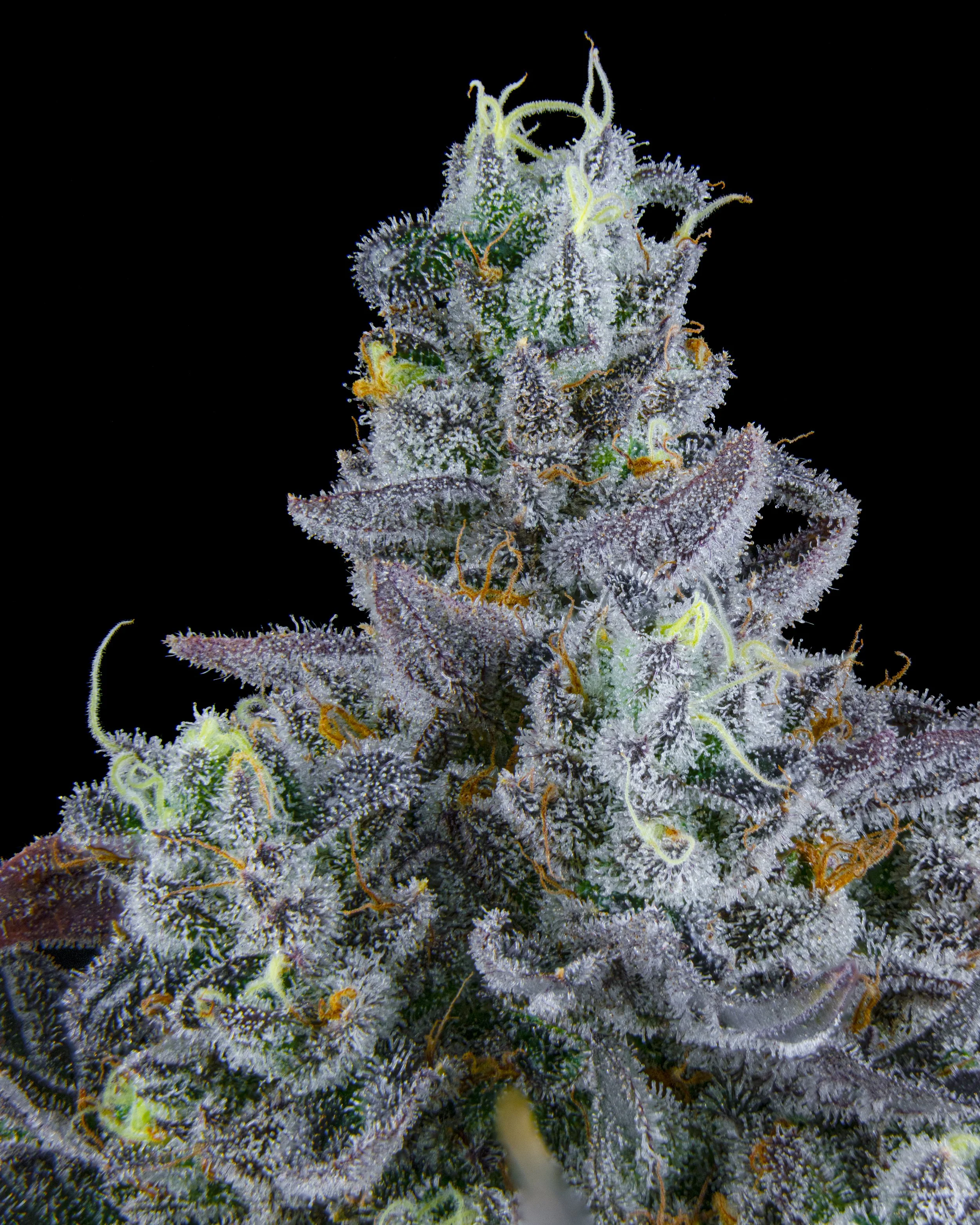 FIRE FRESH B19 HARVEST - FB - WEB-5.jpg