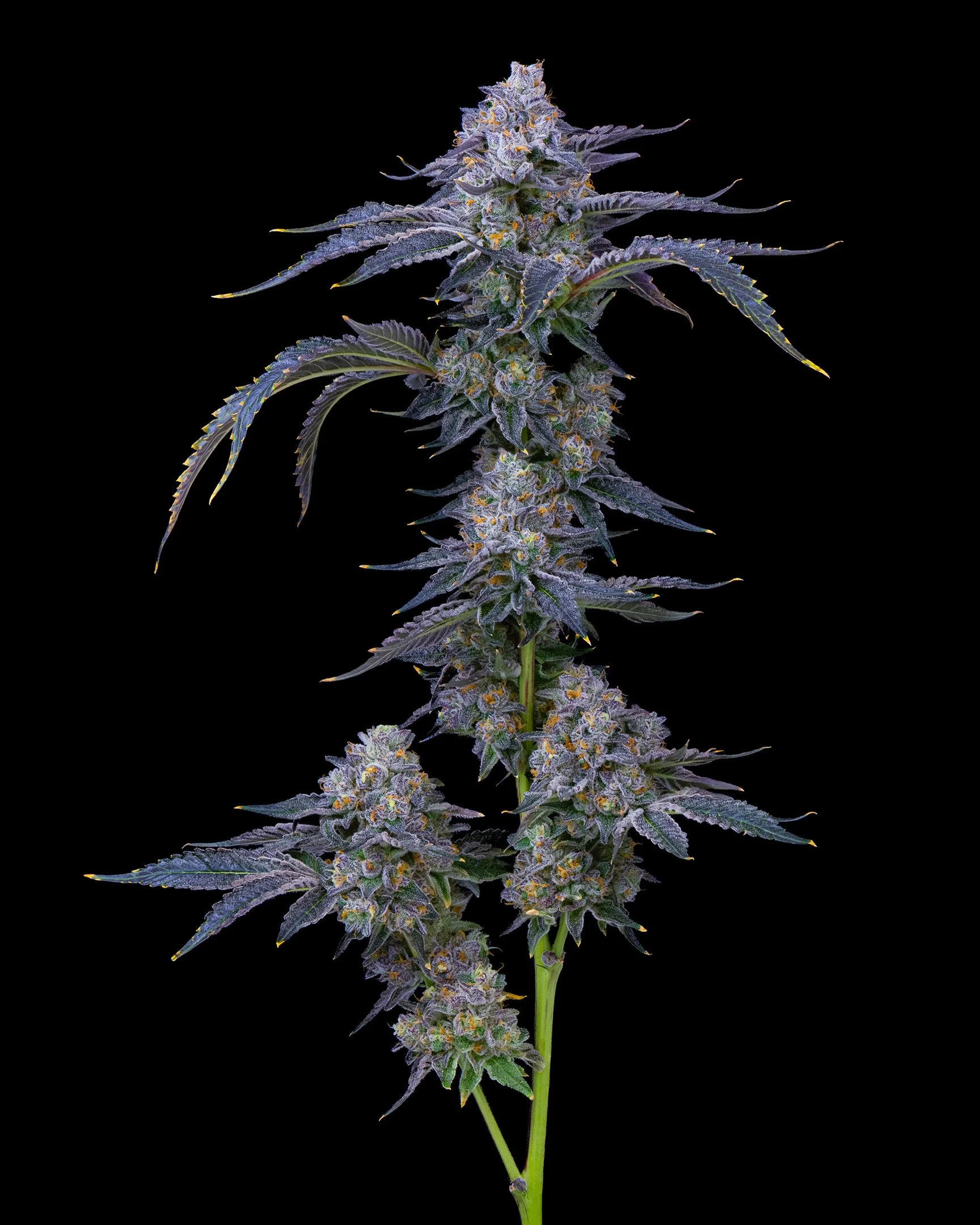 8%22 BAGEL EDIT UPDATE - EXILE CANNABIS SHOOT 1-9.jpg