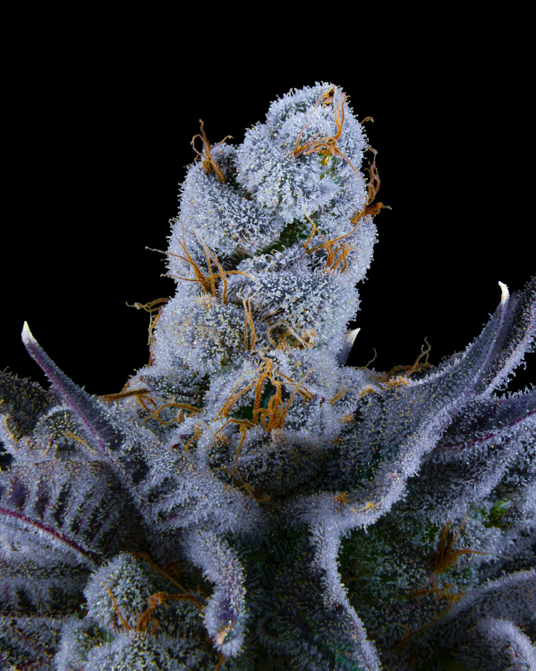 JANKY BREATH FFF 26-B1-5.jpg