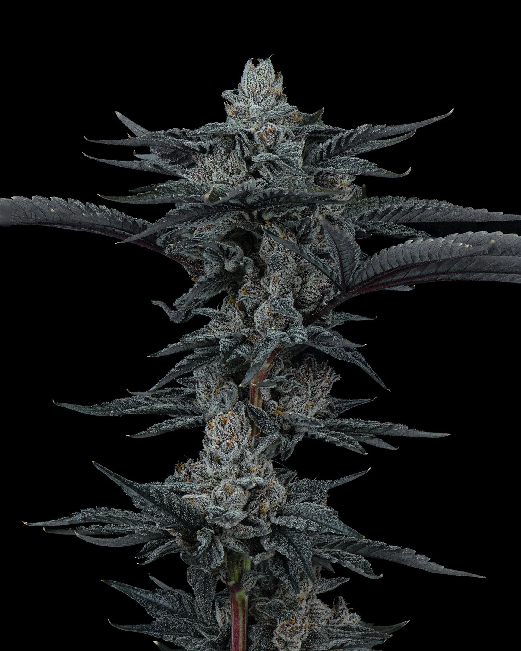 RED HOTZ - EXILE CANNABIS - HARVEST - 8.jpg