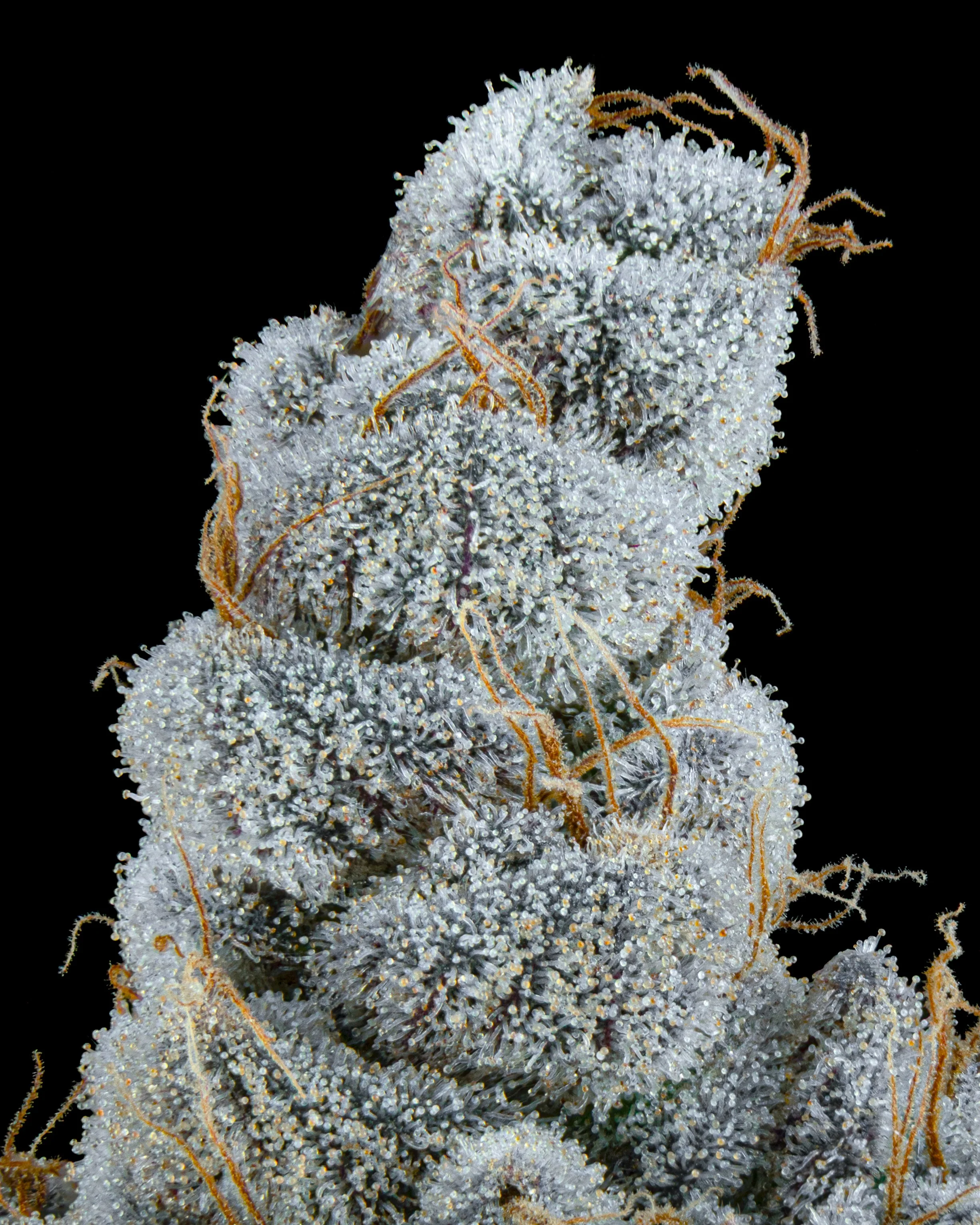 FIRE FRESH B19 HARVEST - JB - WEB.jpg