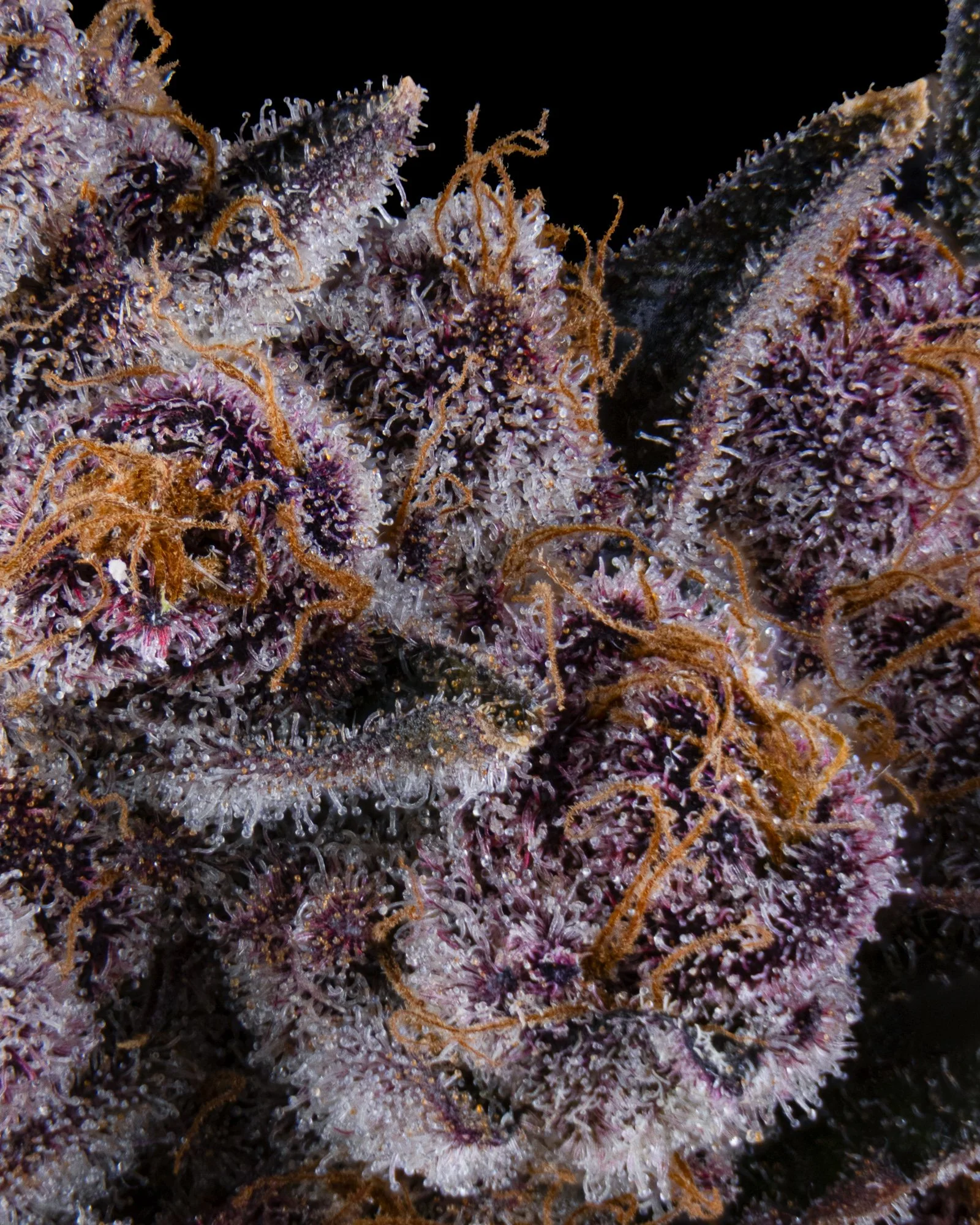 RIVERSIDE VIBES - HARVEST 2 - BLOCKBERRY-7.jpg