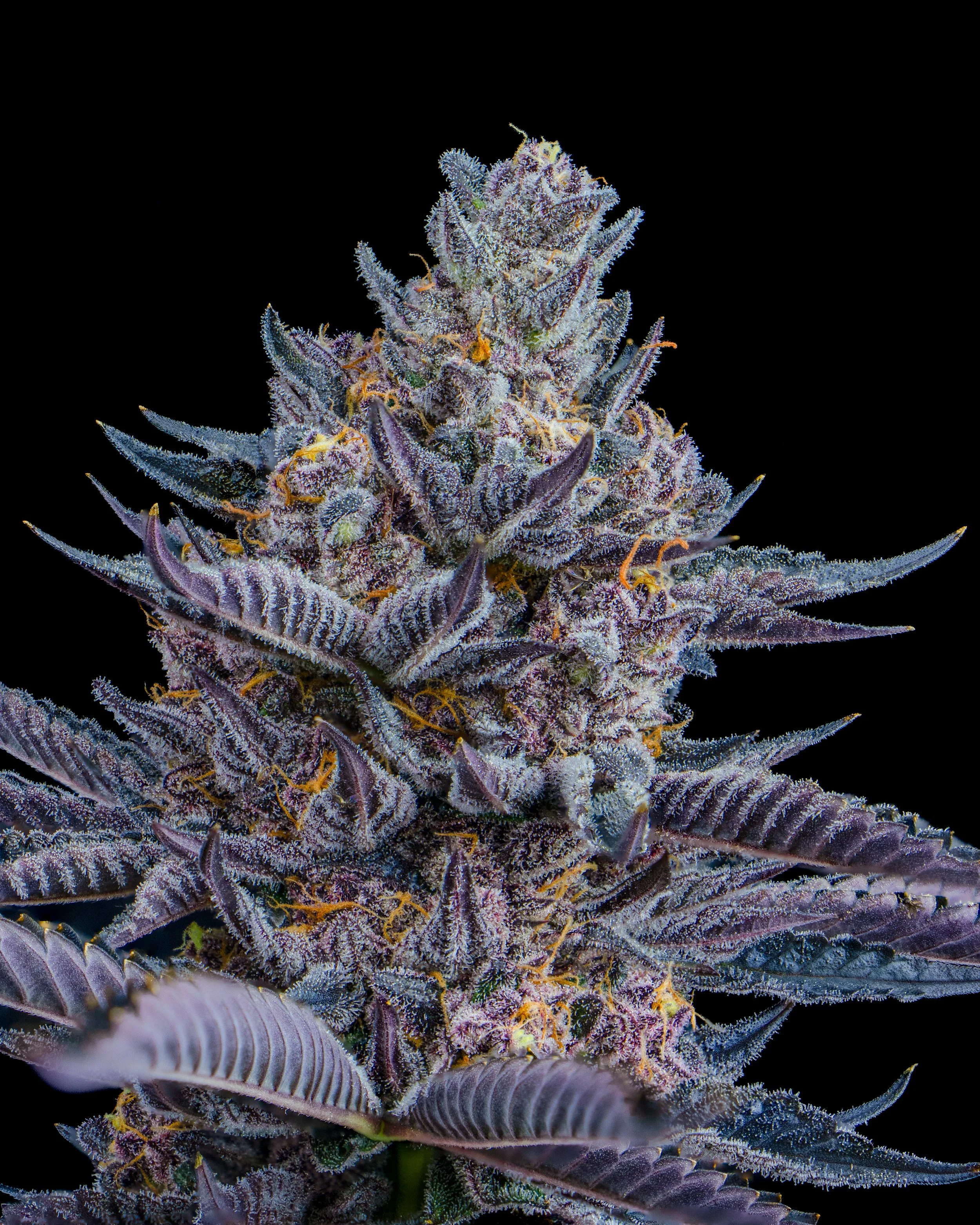 WEBSITE ASSET 2025 L&L cultivation-29.jpg