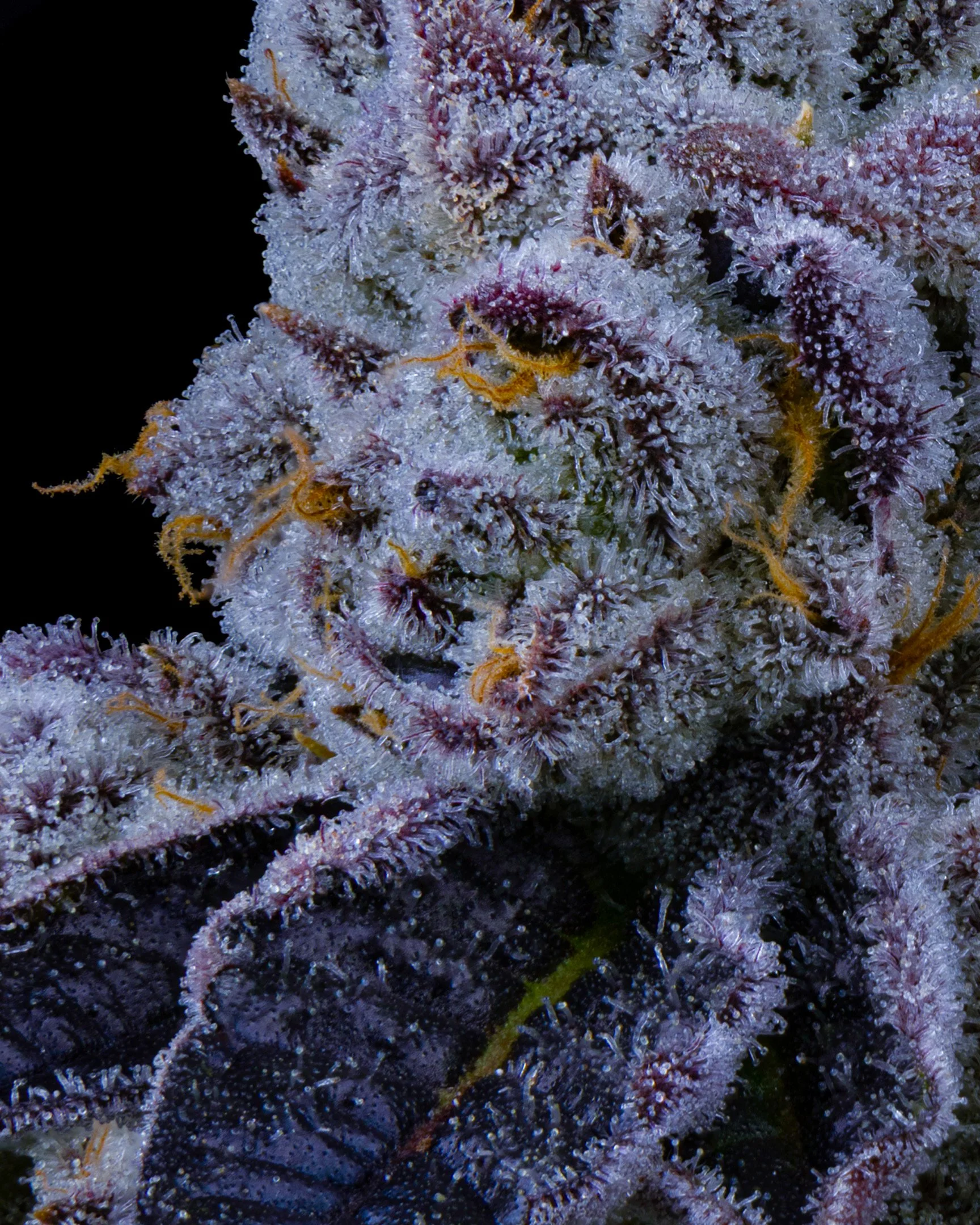 PURPATRON EDIT UPDATE - EXILE CANNABIS SHOOT 1-6.jpg