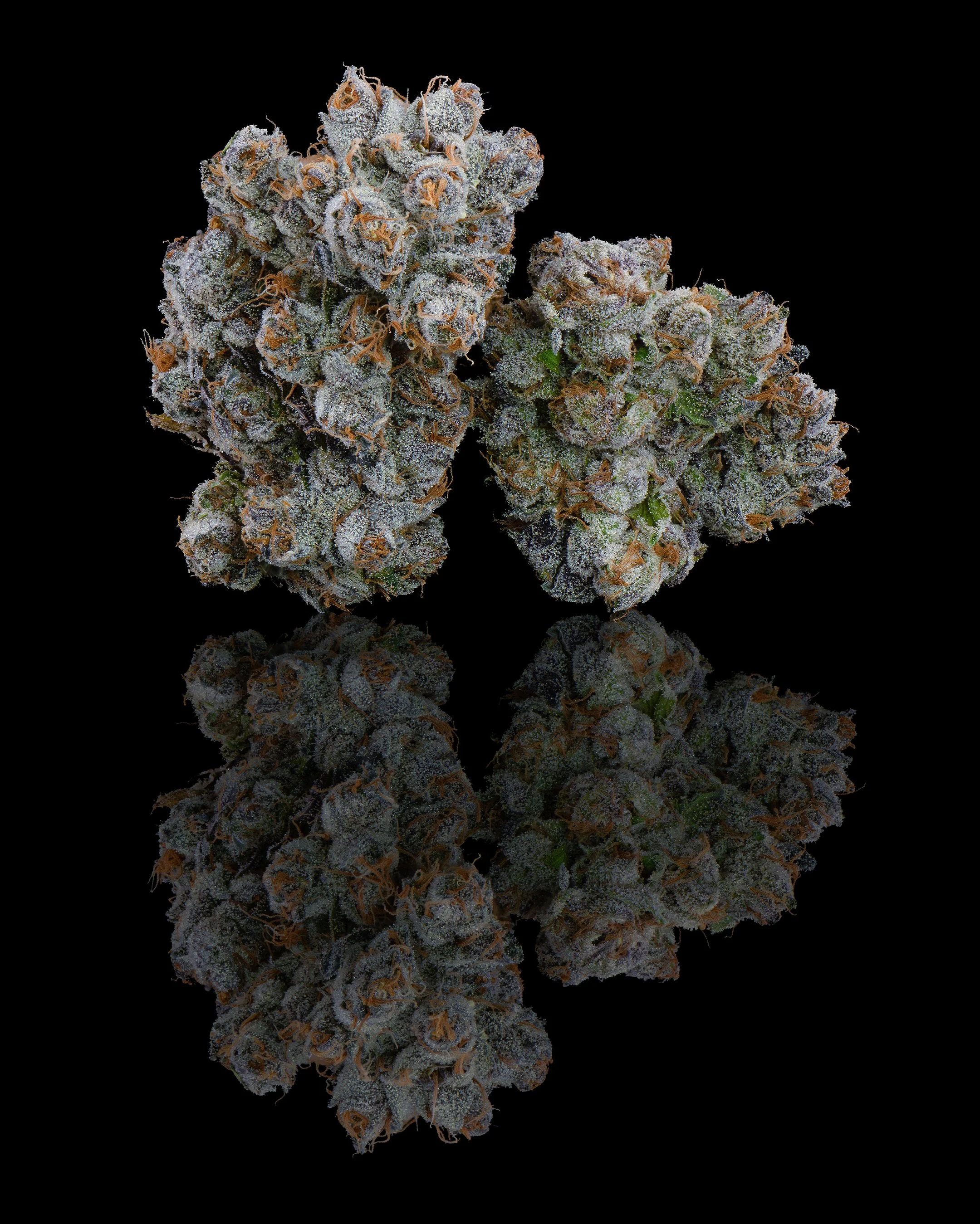 FGS - TROP GUSHERS - PAIRED.jpg