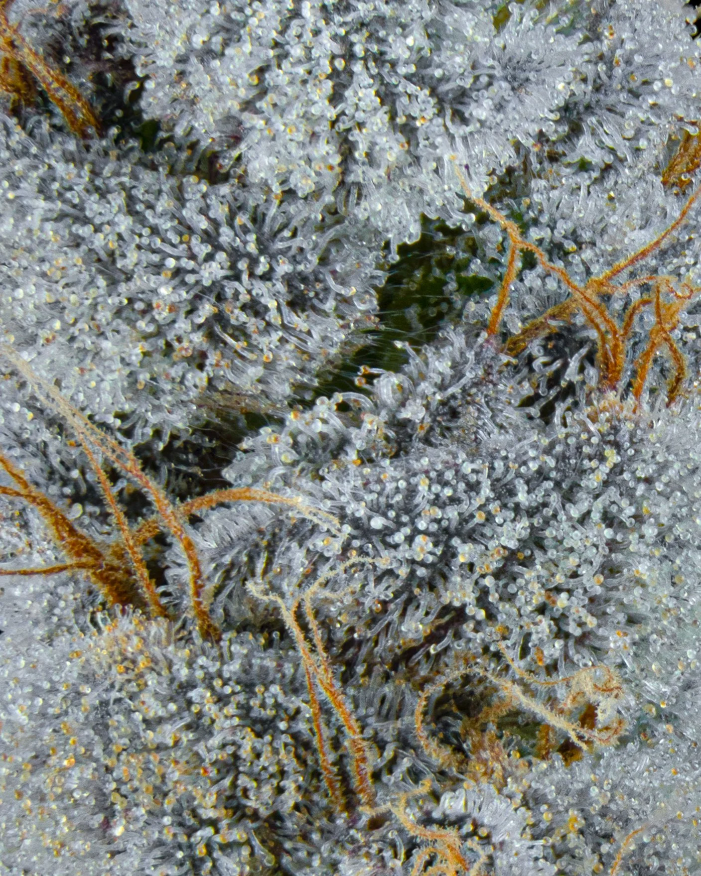 FIRE FRESH B19 HARVEST - JB - WEB-2.jpg