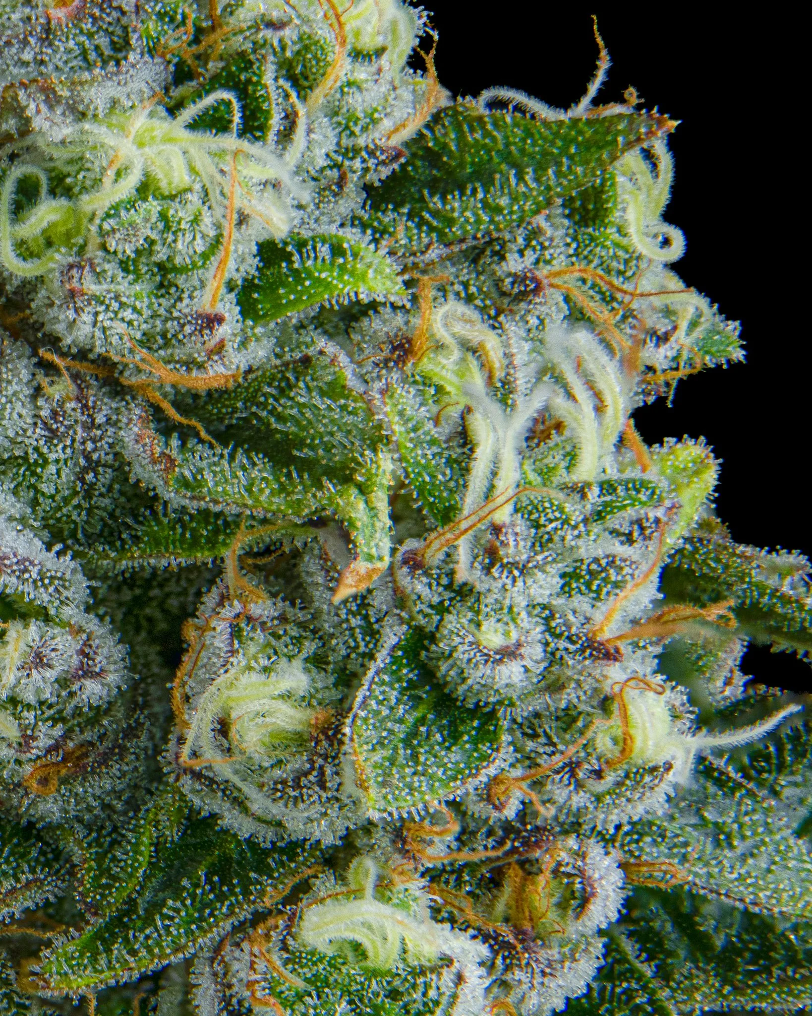 TRIPLE BURGER - RIVERISDE VIBES - HARVEST SHOOT 1-12.jpg