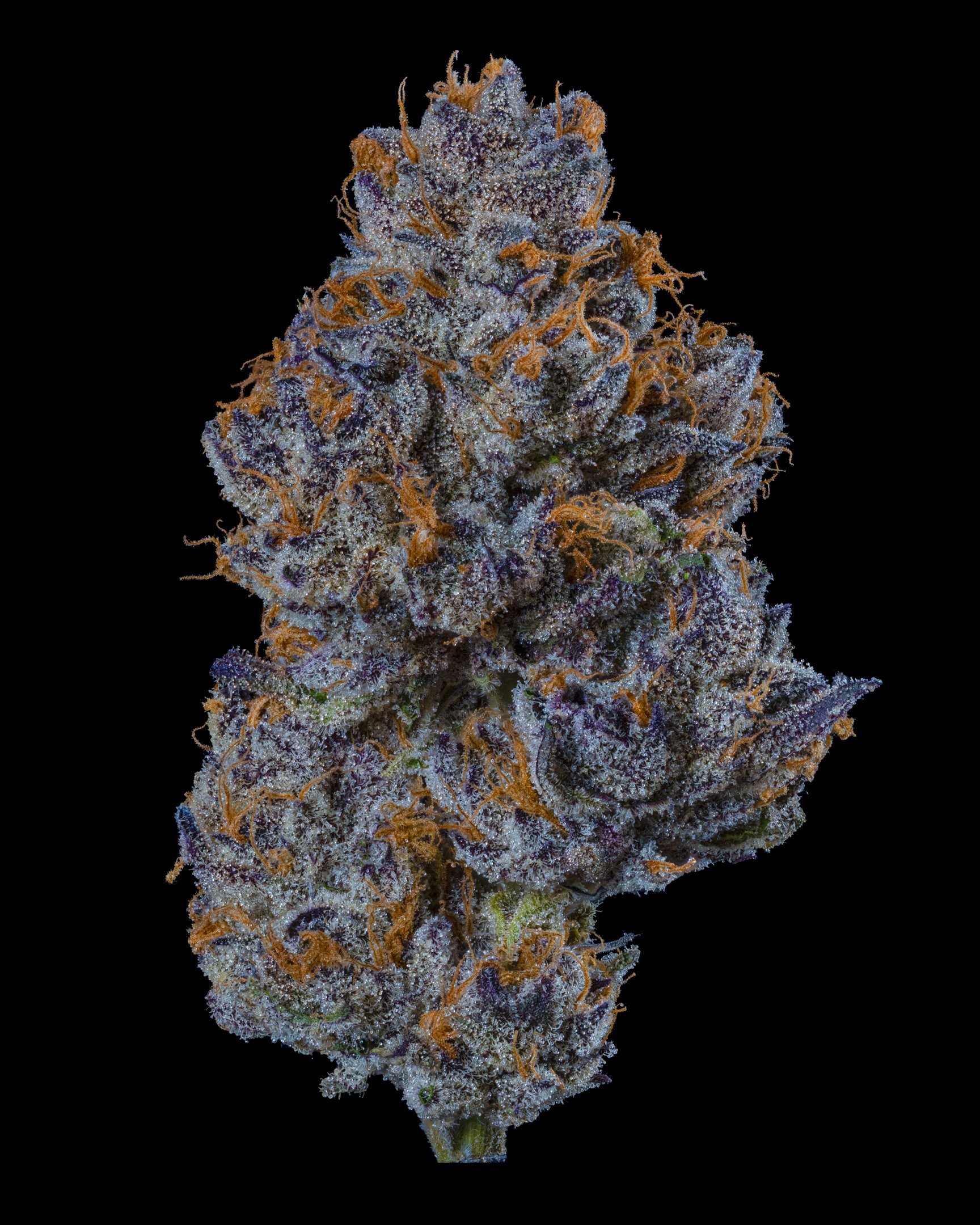 MYSTERY Z - FUNKS GAS STATION X LEAF&LENZ - CURED SESSION -15.jpg
