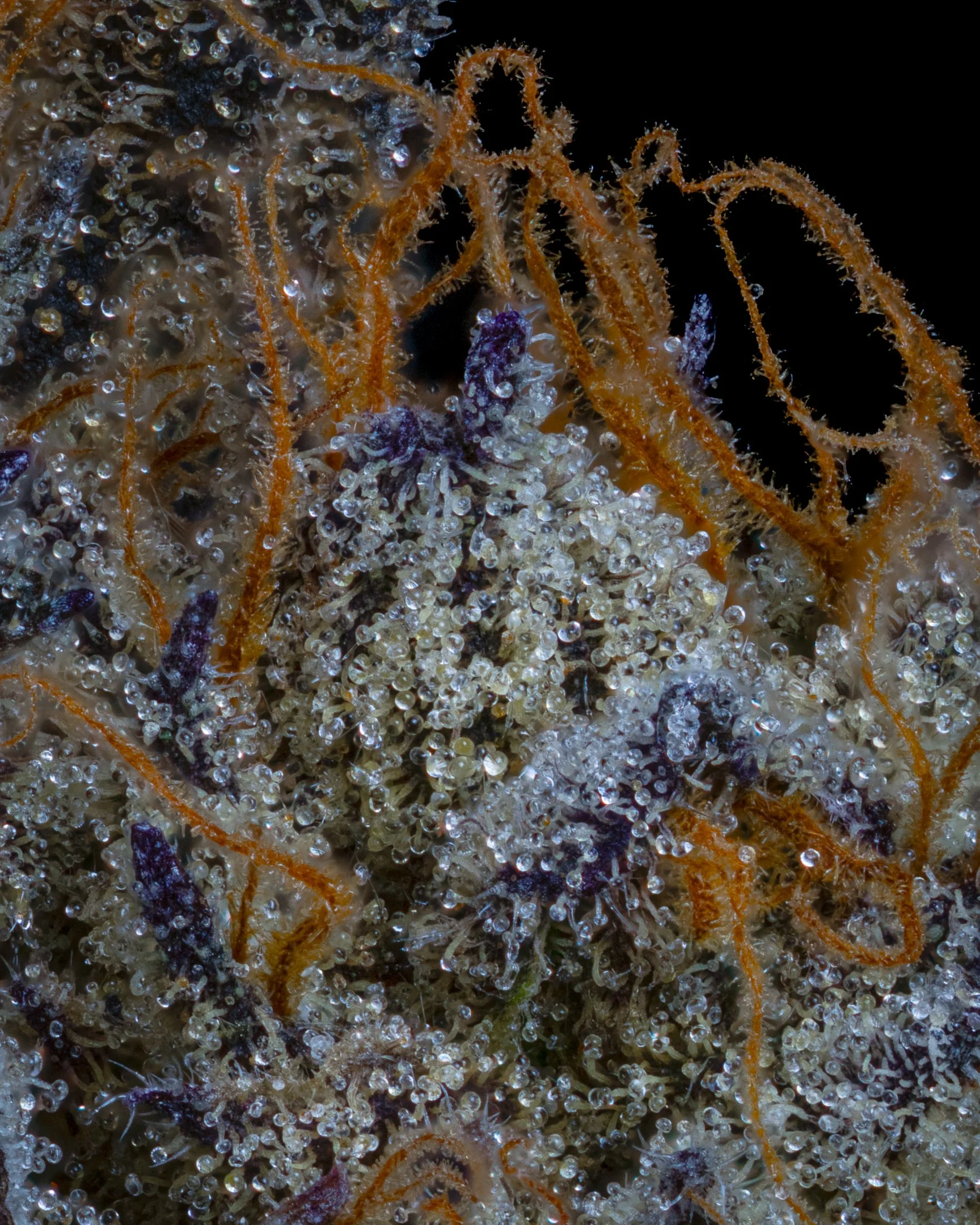 SHEPHERD'S PIE - FUNKS GAS STATION X LEAF&LENZ - CURED SESSION -1.jpg