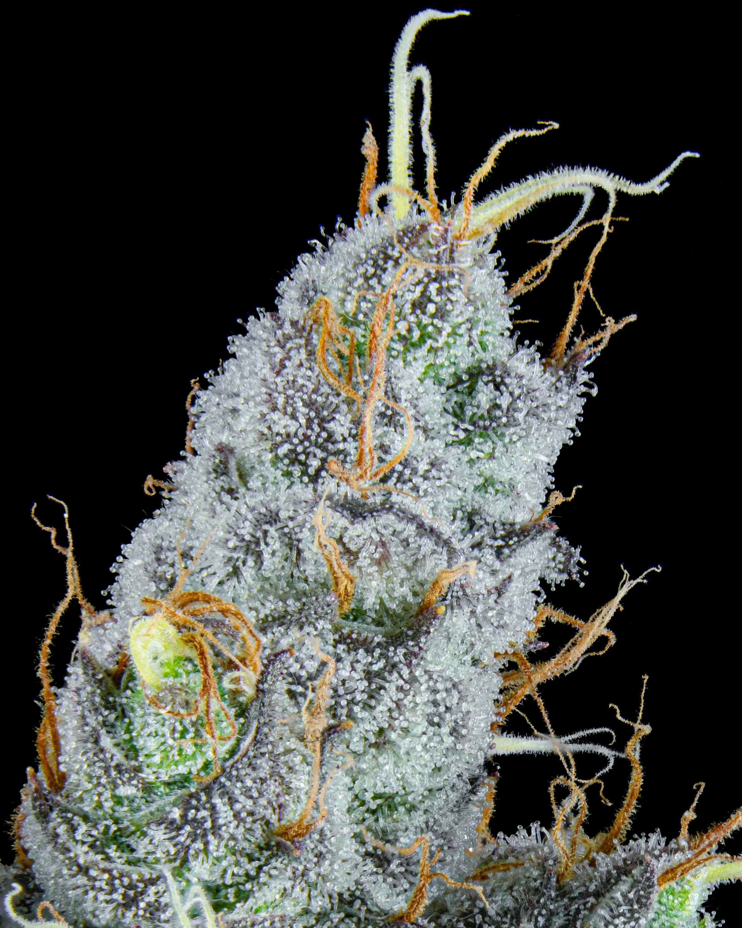 FIRE FRESH B19 HARVEST - BL1 - WEB.jpg