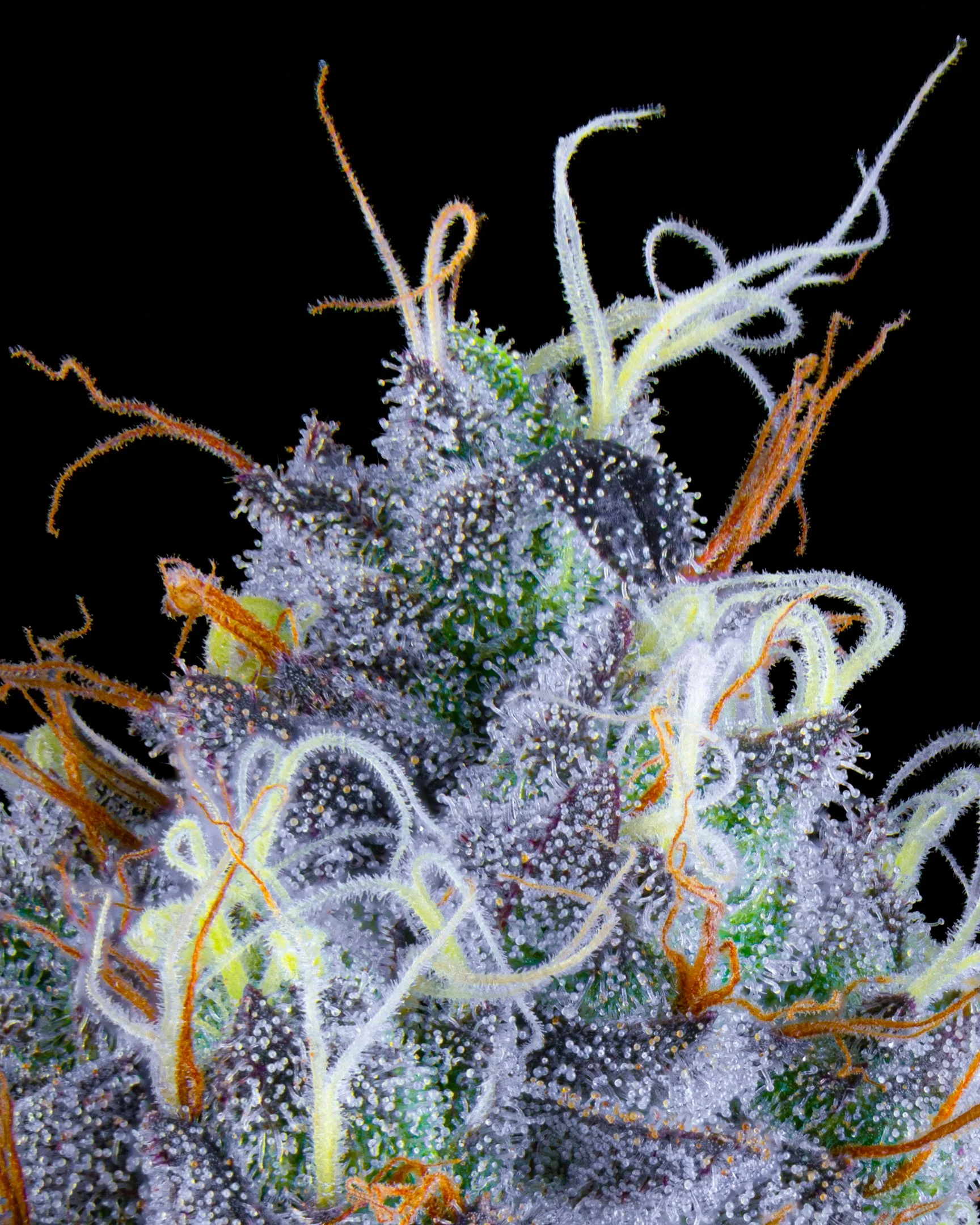 Z GUSHERS FFF 26-B1-5.jpg
